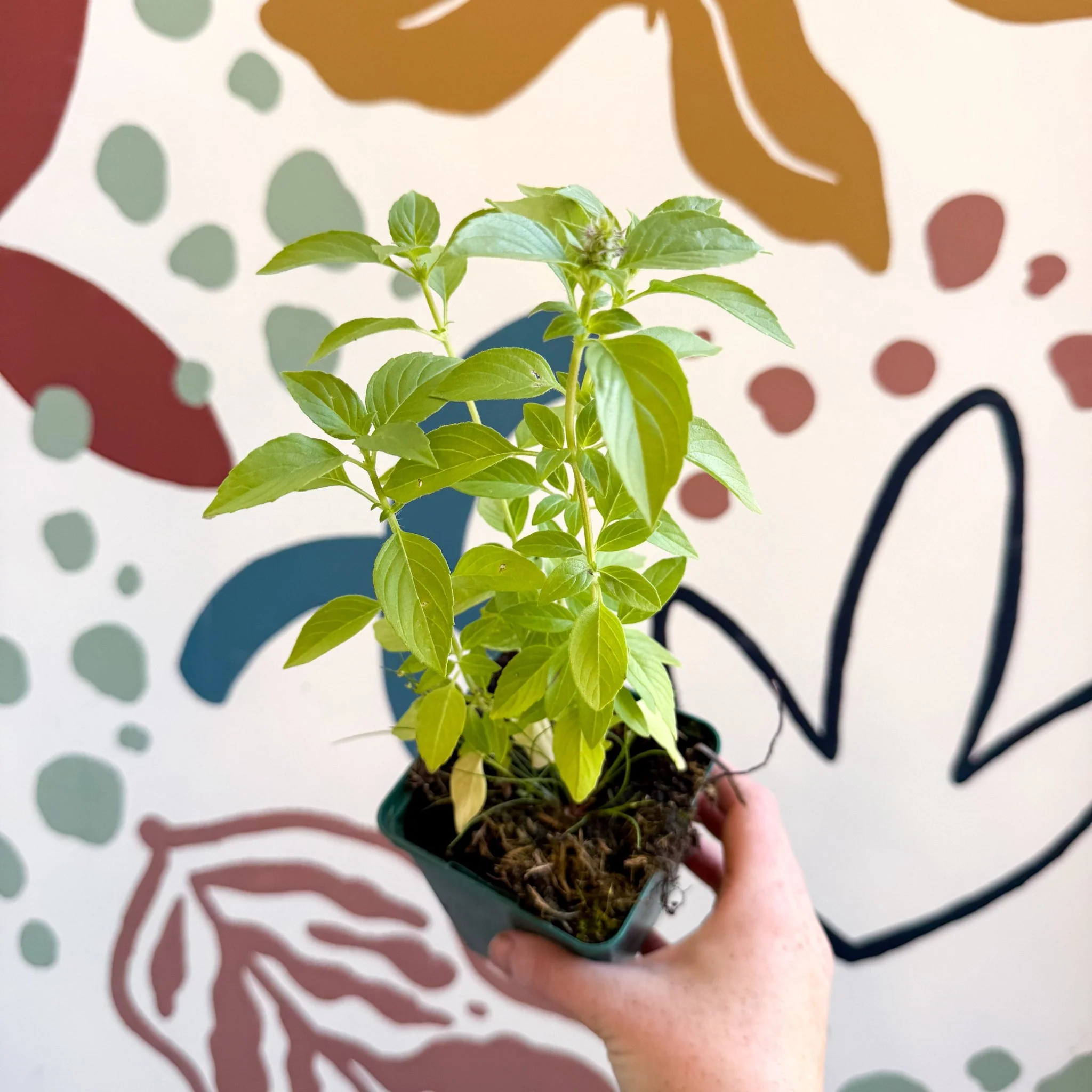 Ocimum basilicum 'Lemon' - Lemon Basil - Cotswolds Grown Culinary Herbs
