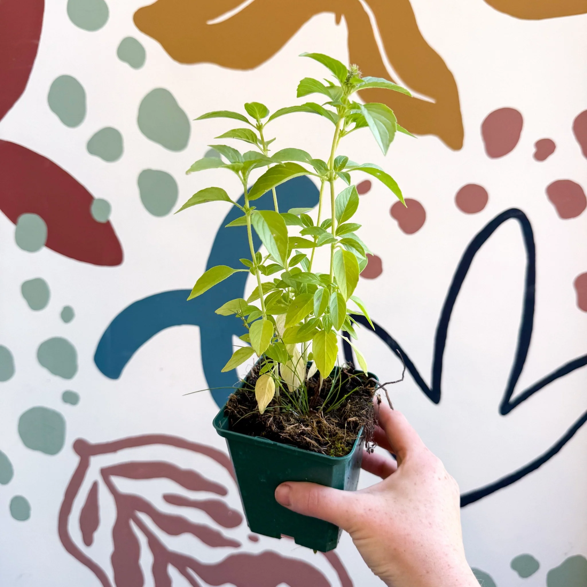 Ocimum basilicum 'Lemon' - Lemon Basil - Cotswolds Grown Culinary Herbs - Image 2