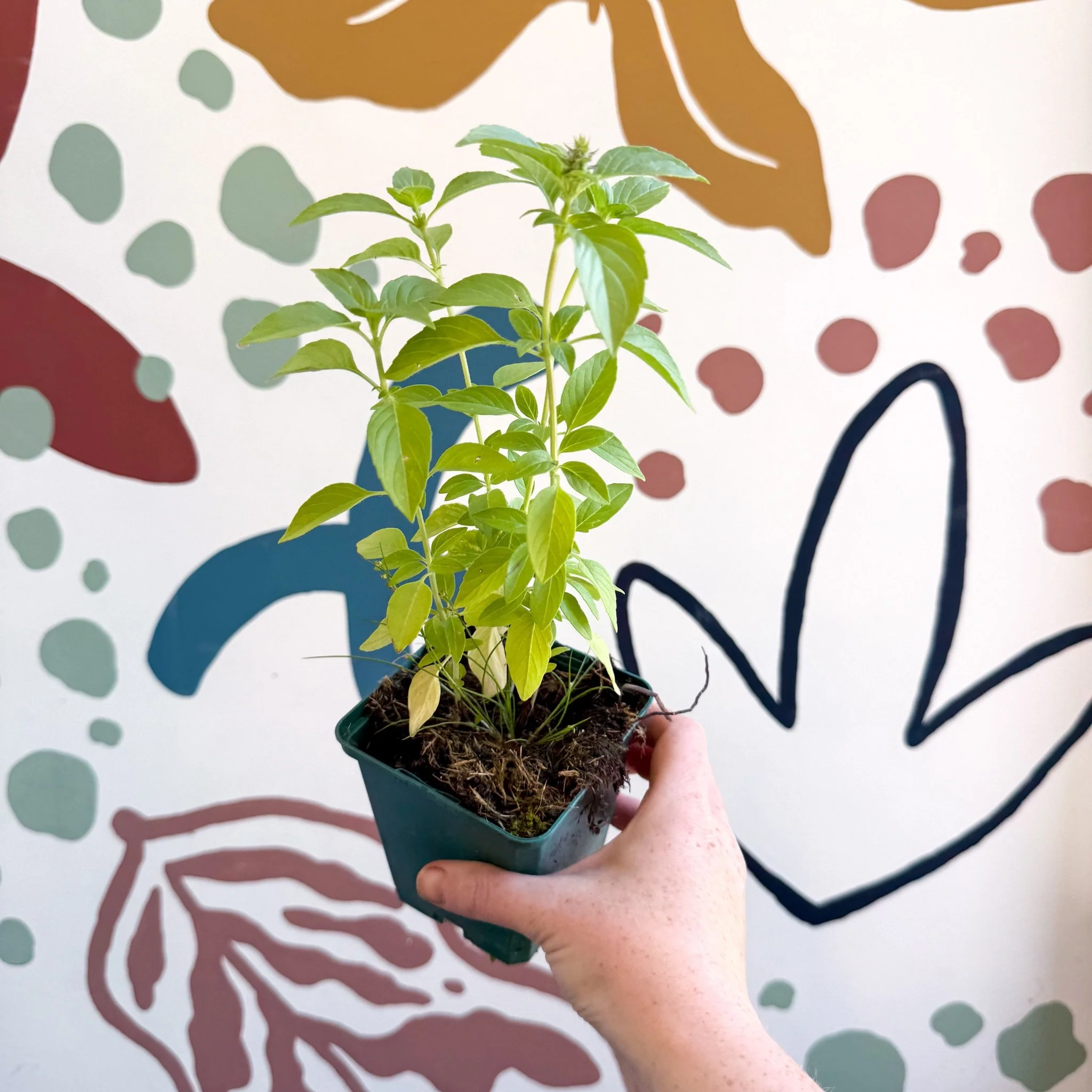 Ocimum basilicum 'Lemon' - Lemon Basil - Cotswolds Grown Culinary Herbs - Image 4