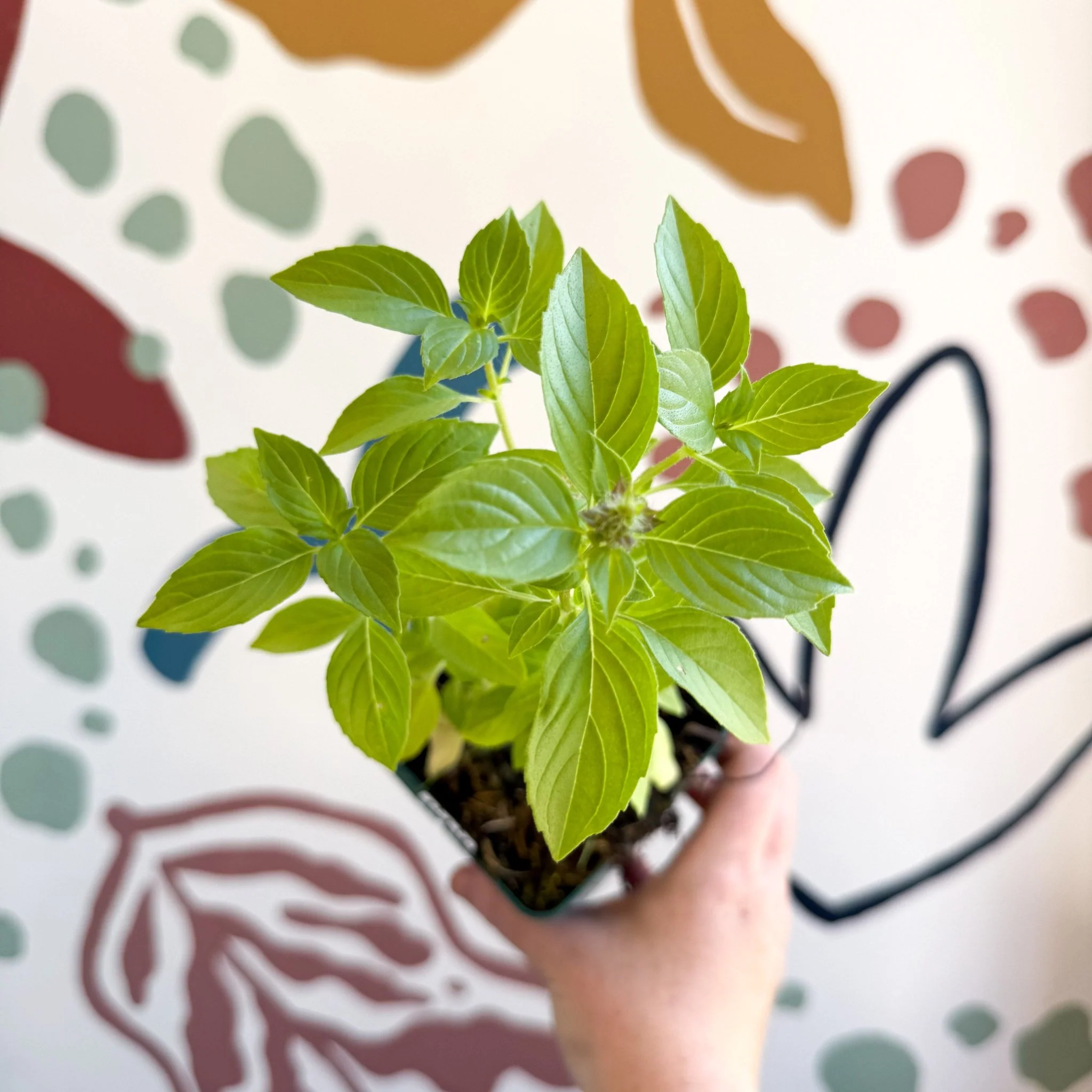 Ocimum basilicum 'Lemon' - Lemon Basil - Cotswolds Grown Culinary Herbs - Image 5