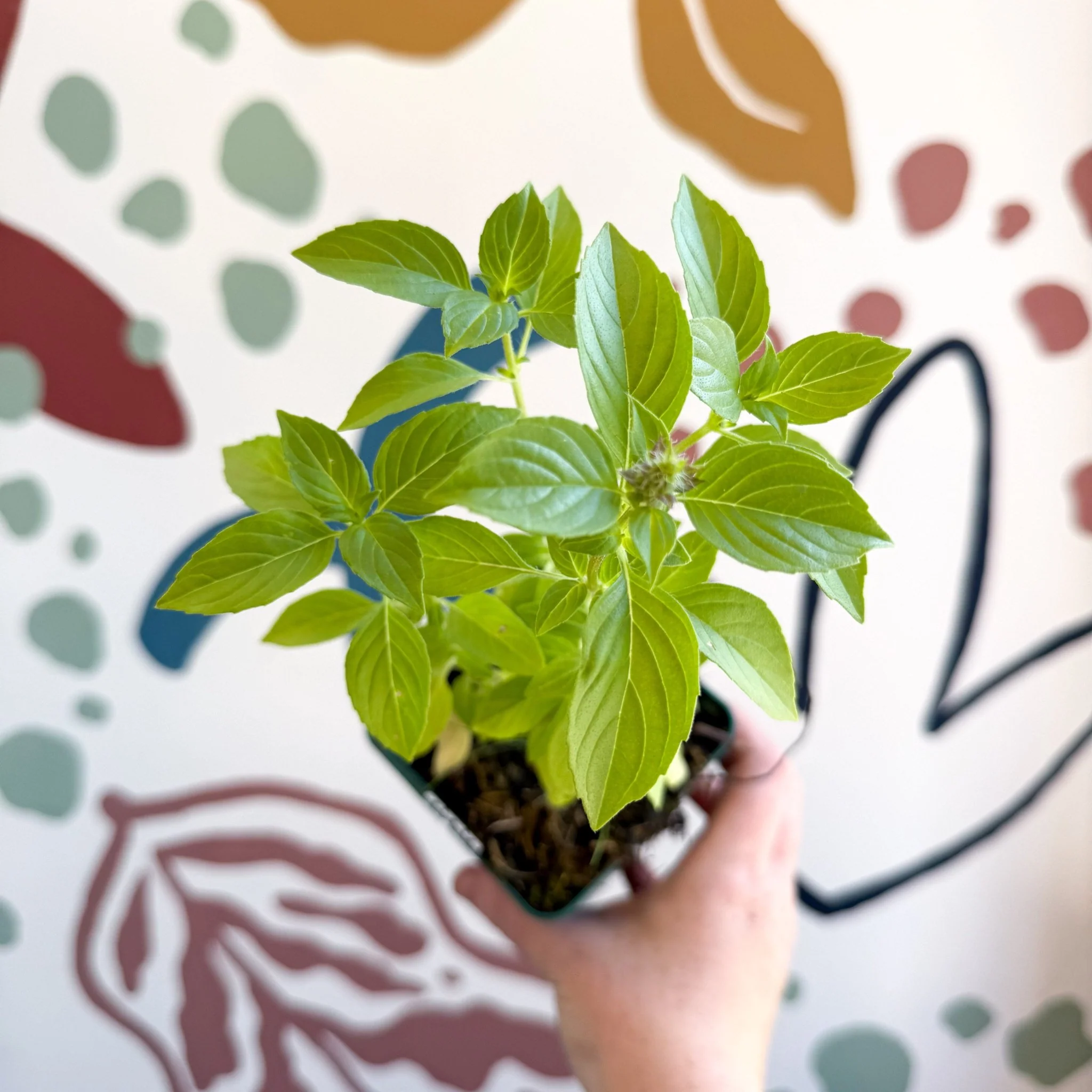 Ocimum basilicum 'Lemon' - Lemon Basil - Cotswolds Grown Culinary Herbs - Image 6