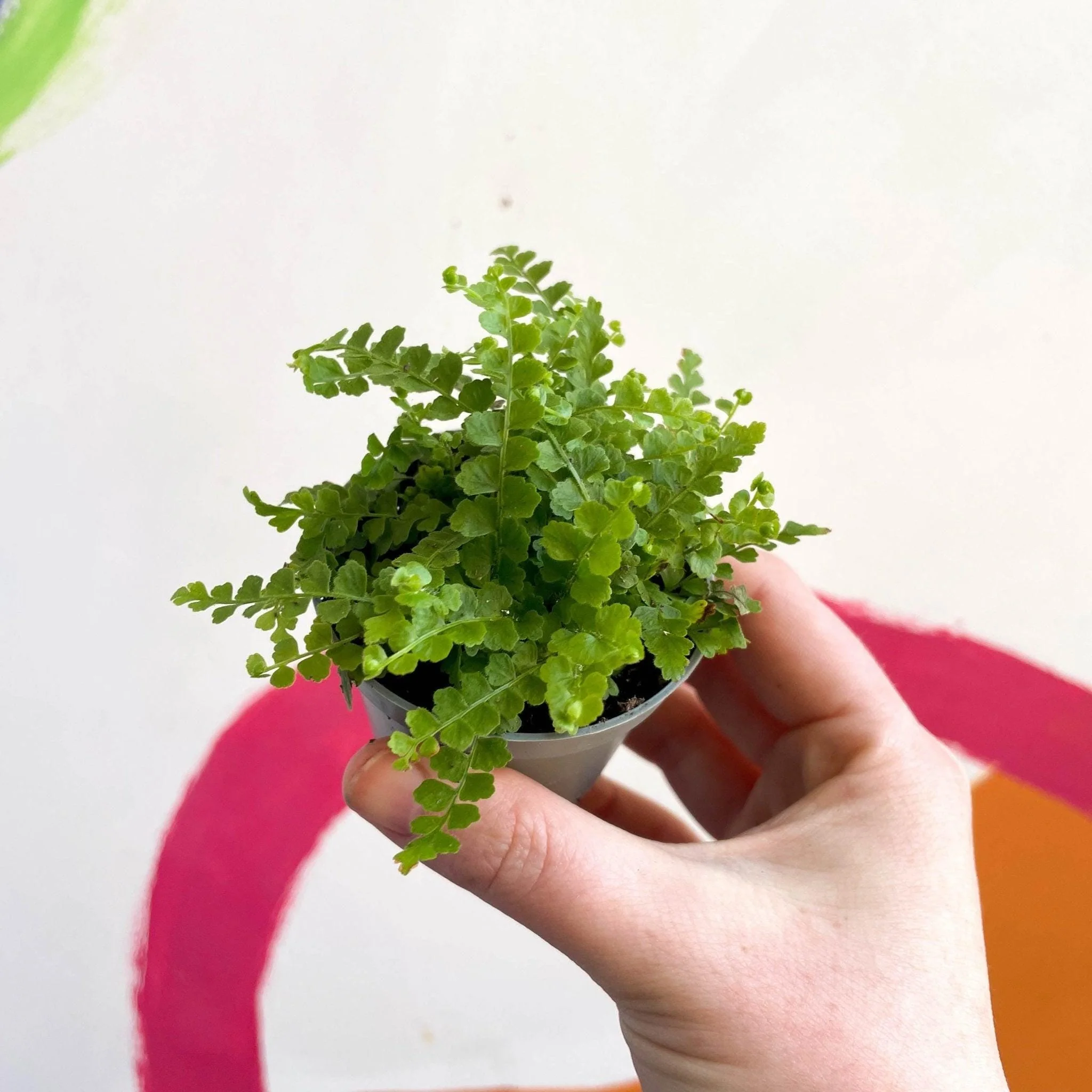 Nephrolepis cordifolia 'Duffii' - Lemon Button Fern - Image 3
