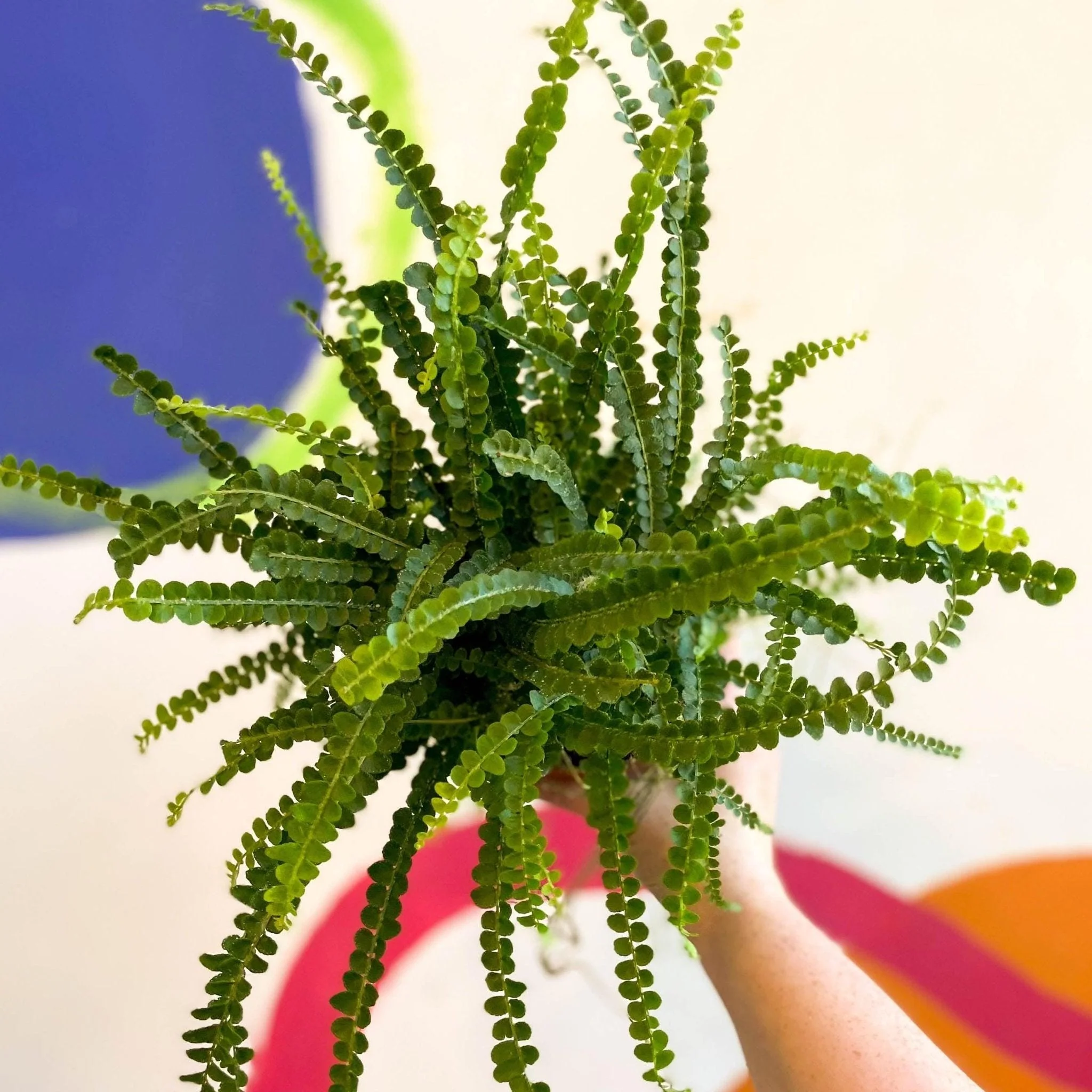 Nephrolepis cordifolia 'Duffii' - Lemon Button Fern - Image 4