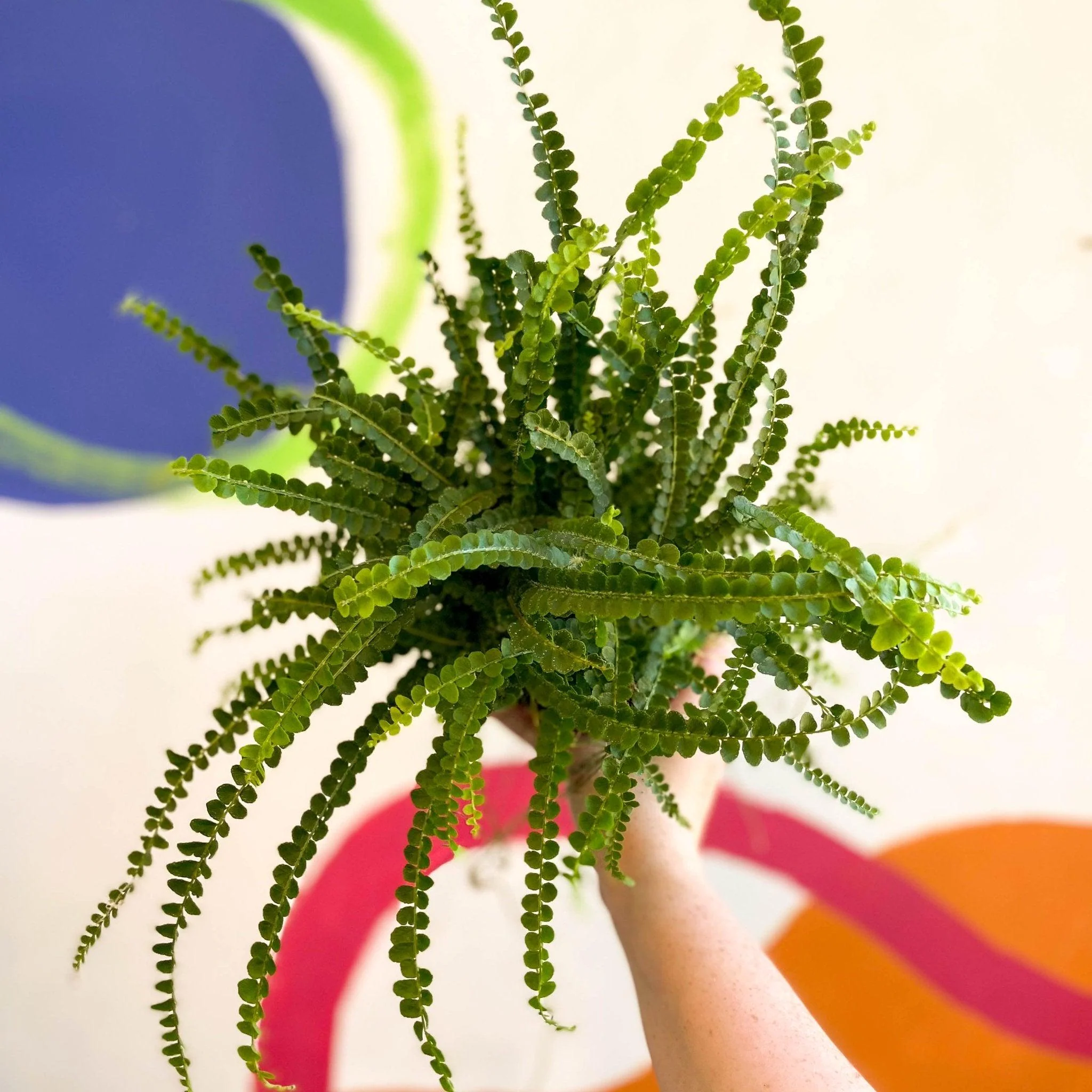 Nephrolepis cordifolia 'Duffii' - Lemon Button Fern - Image 5