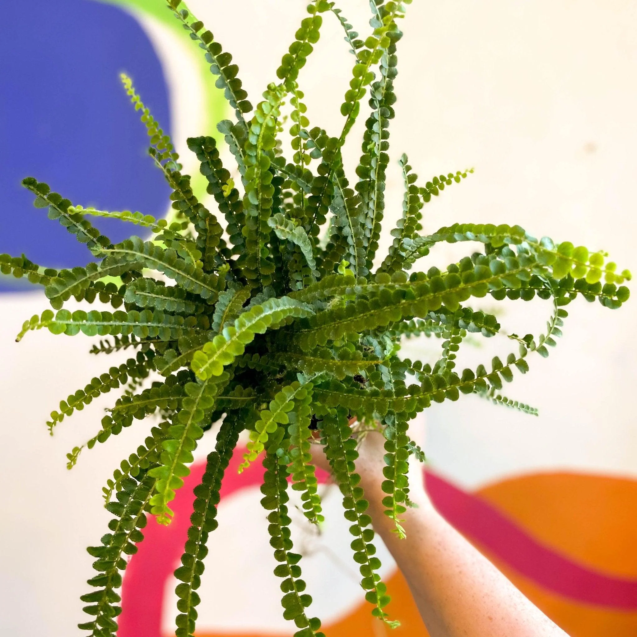 Nephrolepis cordifolia 'Duffii' - Lemon Button Fern - Image 6