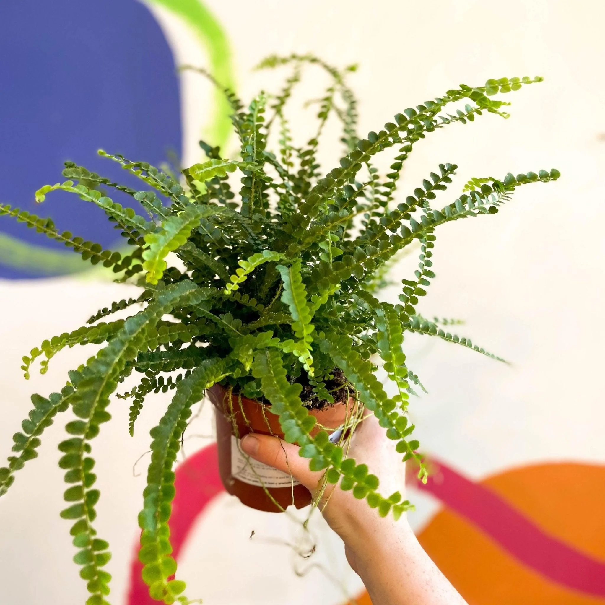 Nephrolepis cordifolia 'Duffii' - Lemon Button Fern - Image 7