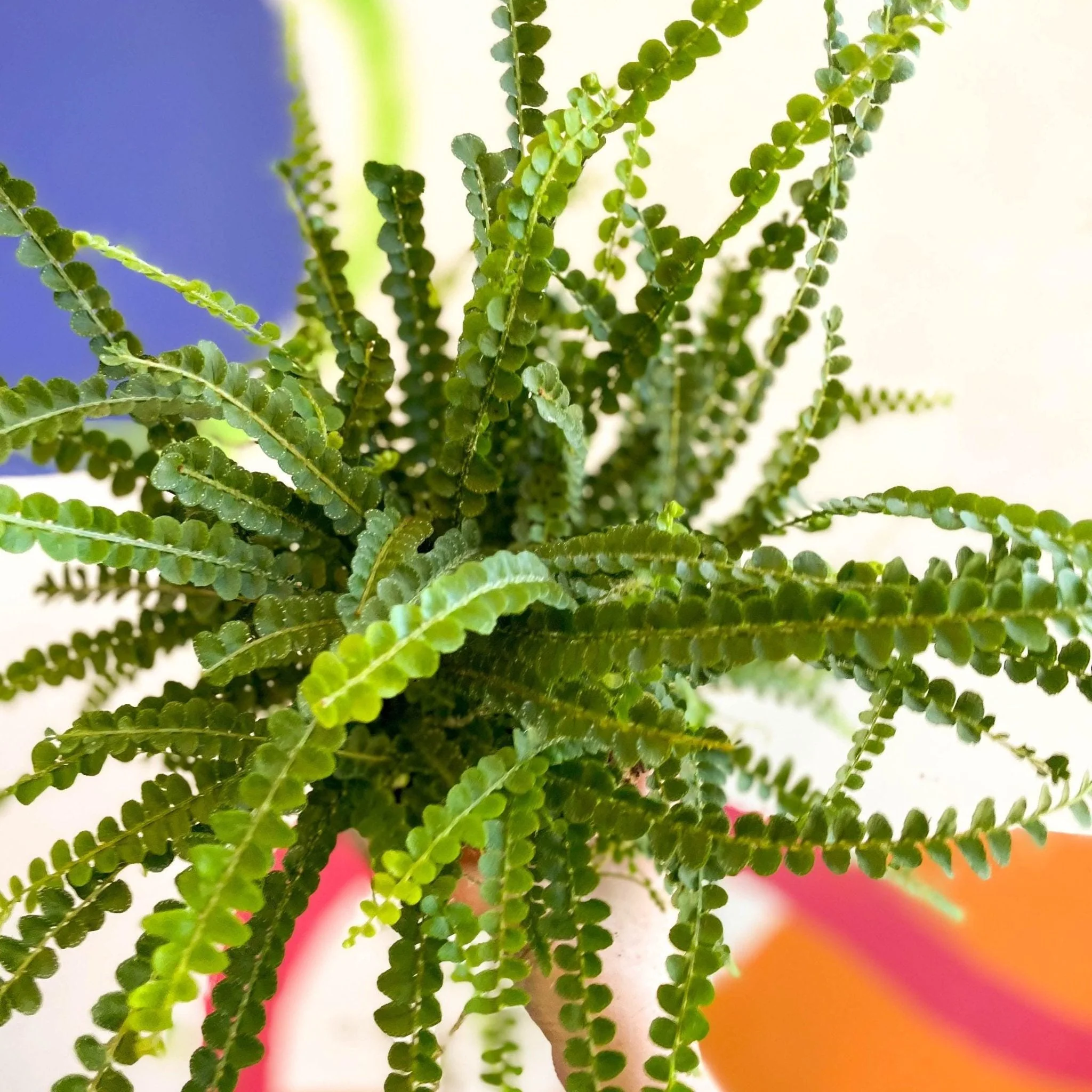 Nephrolepis cordifolia 'Duffii' - Lemon Button Fern - Image 8