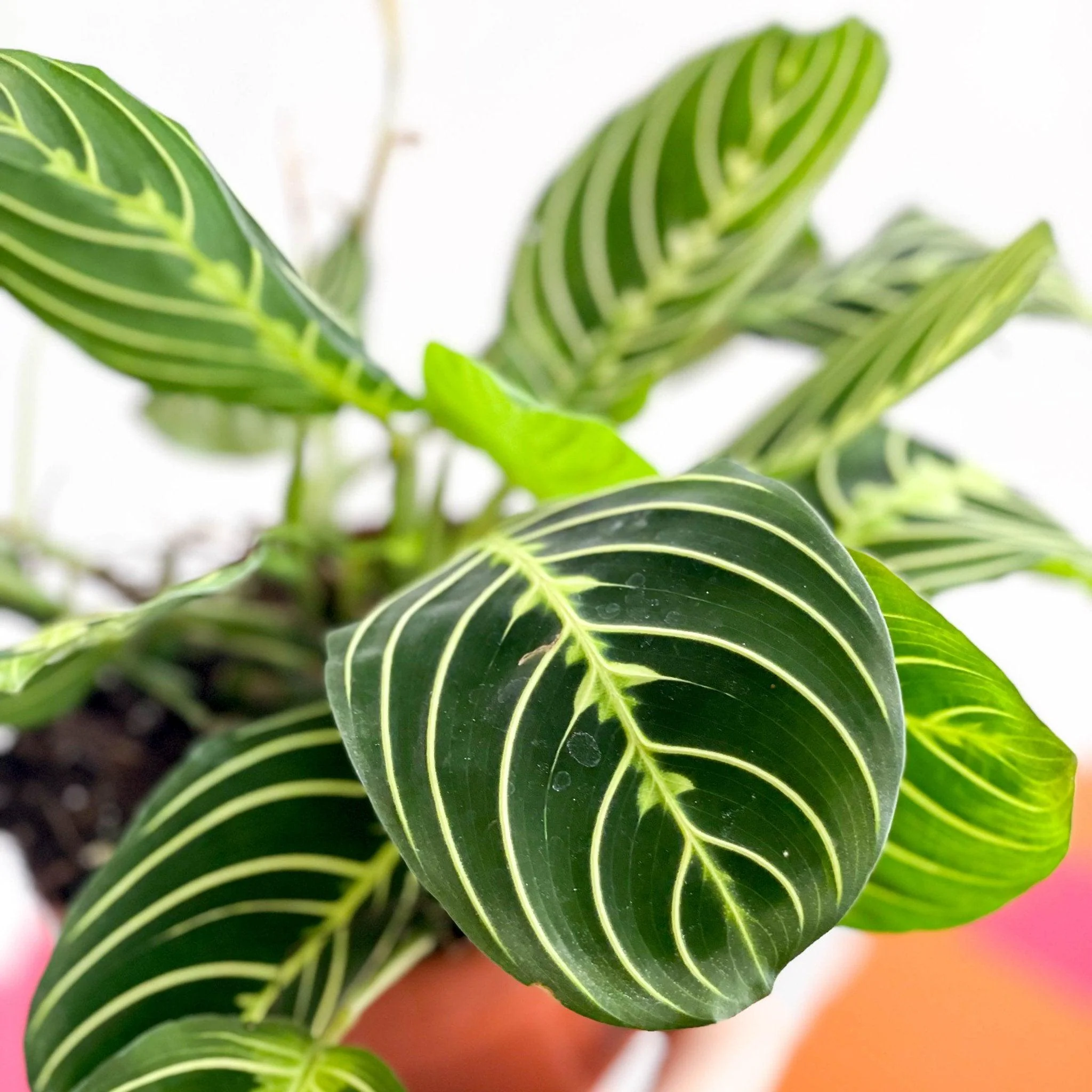 Maranta leuconeura var. erythroneura 'Lemon Lime' - Prayer Plant - Image 3