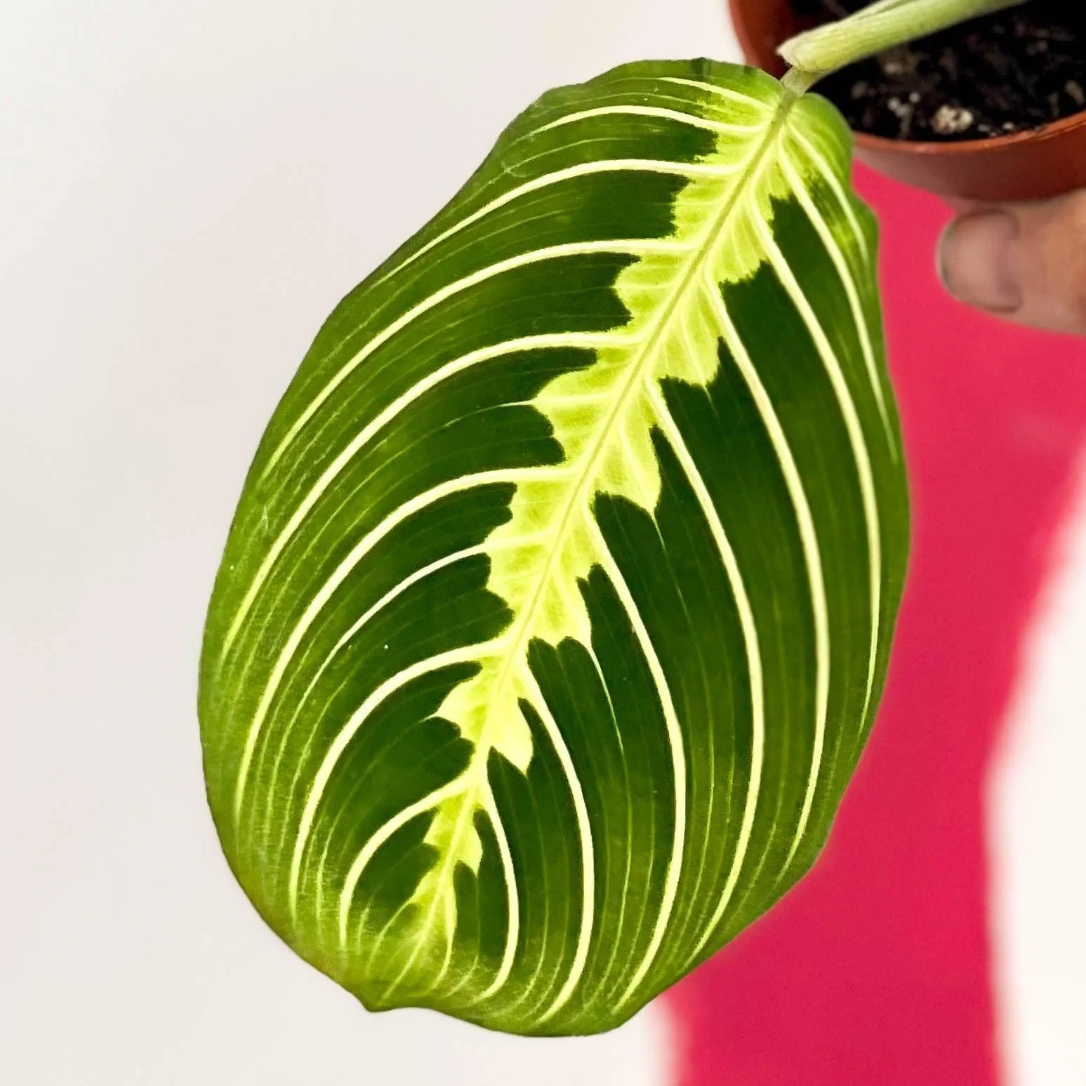 Maranta leuconeura var. erythroneura 'Lemon Lime' - Prayer Plant - Image 4