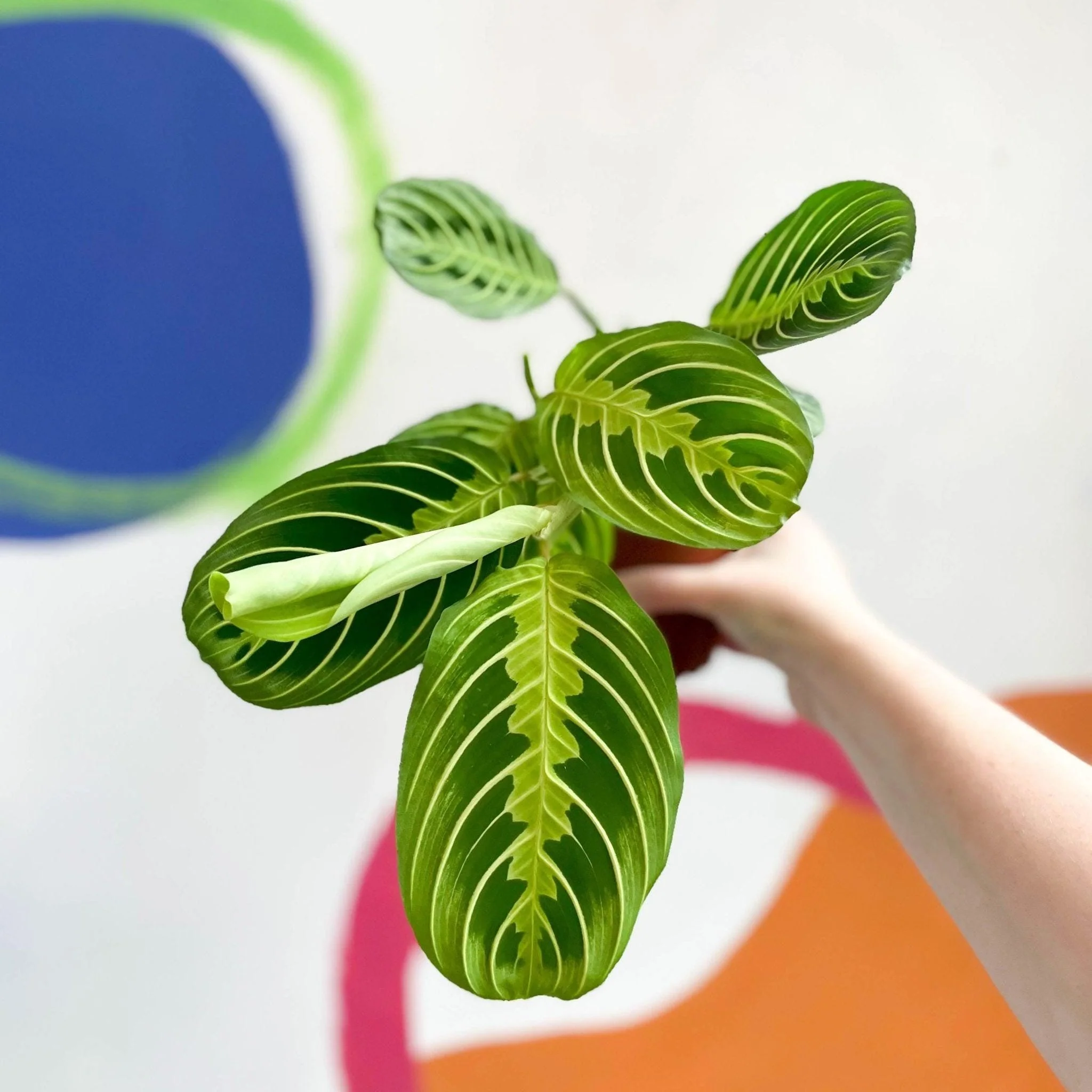 Maranta leuconeura var. erythroneura 'Lemon Lime' - Prayer Plant - Image 5