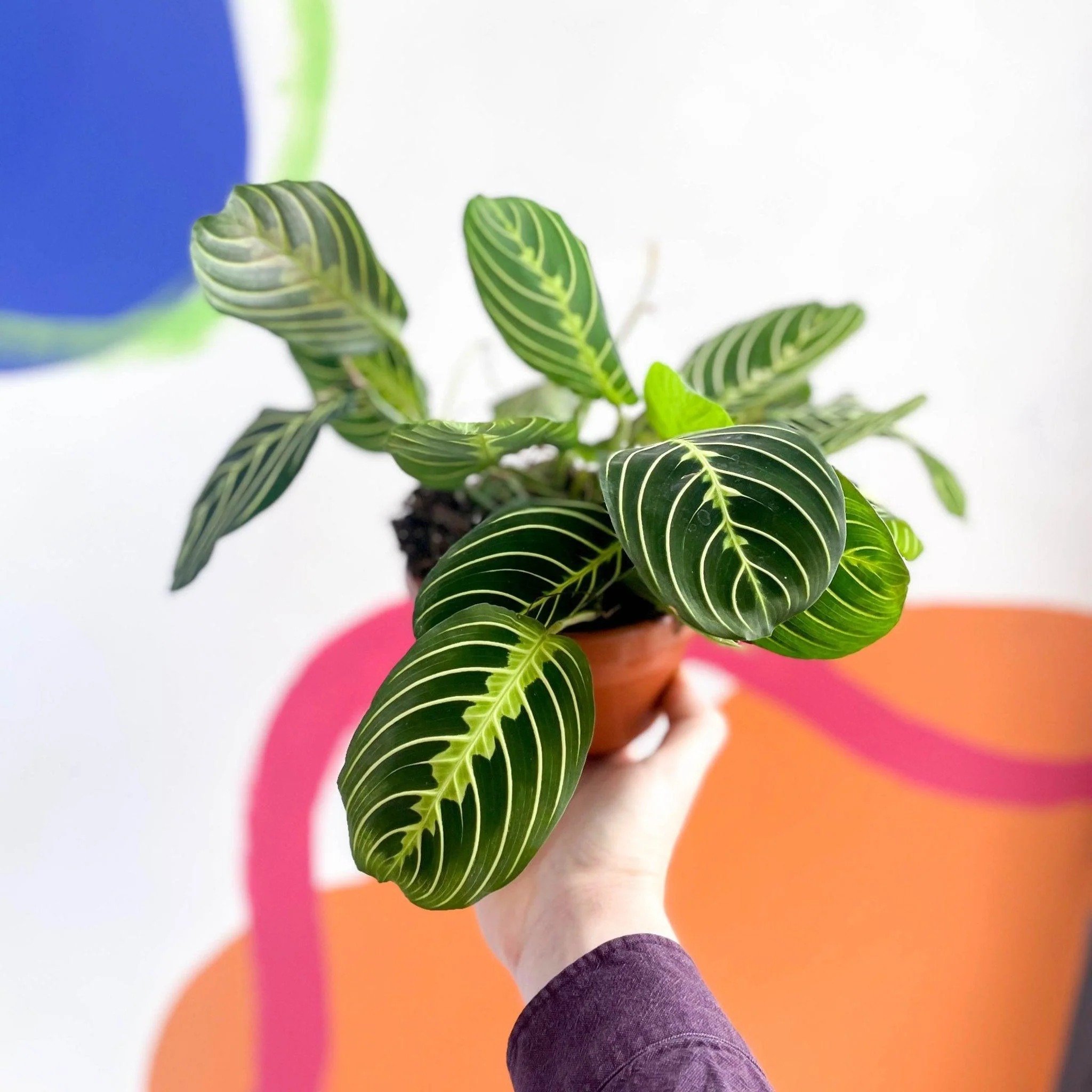 Maranta leuconeura var. erythroneura 'Lemon Lime' - Prayer Plant - Image 6