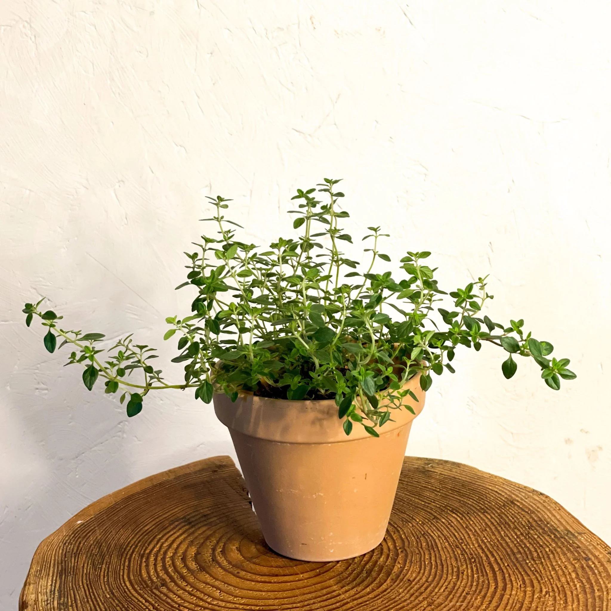 Thymus citriodorus - Lemon Thyme