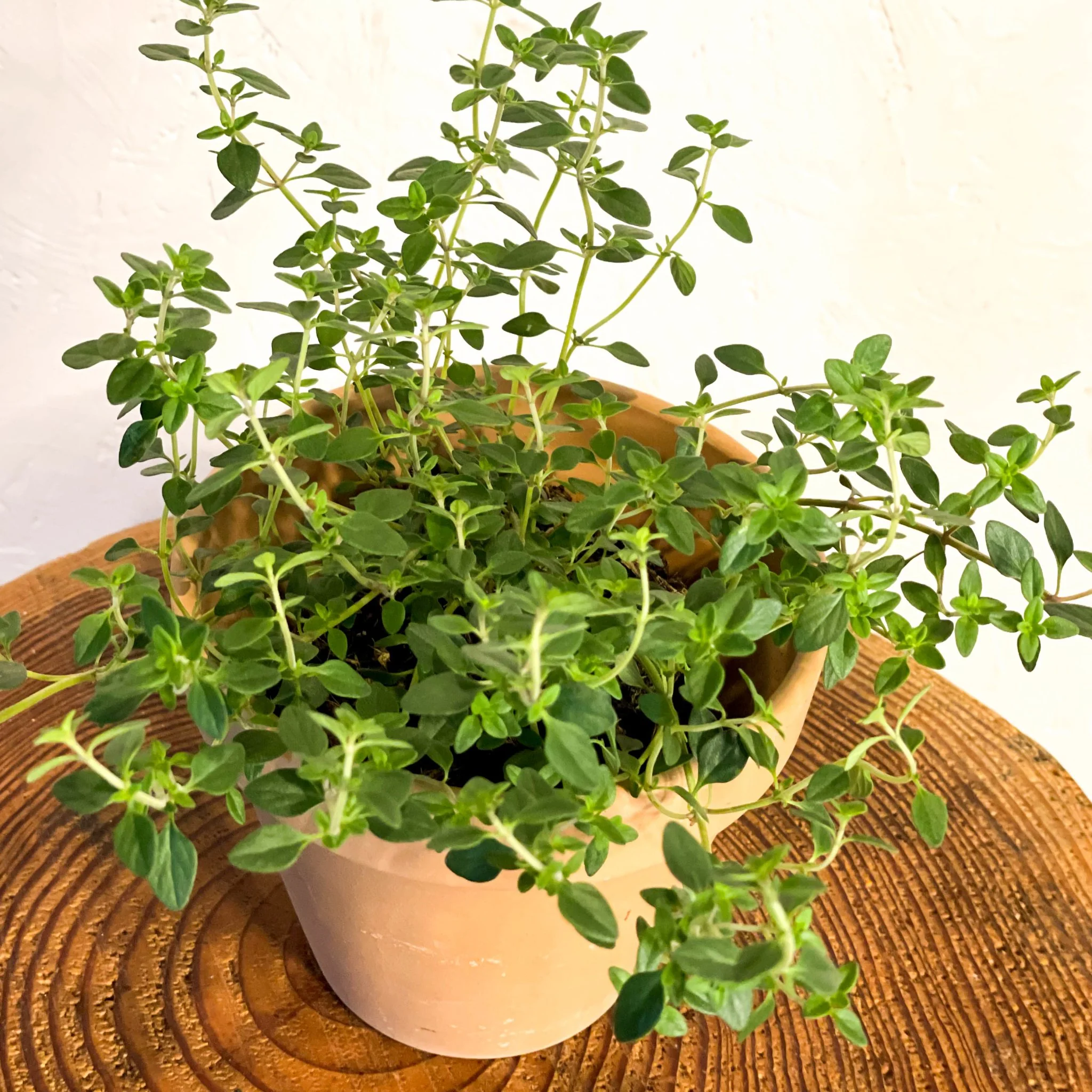 Thymus citriodorus - Lemon Thyme - Image 2