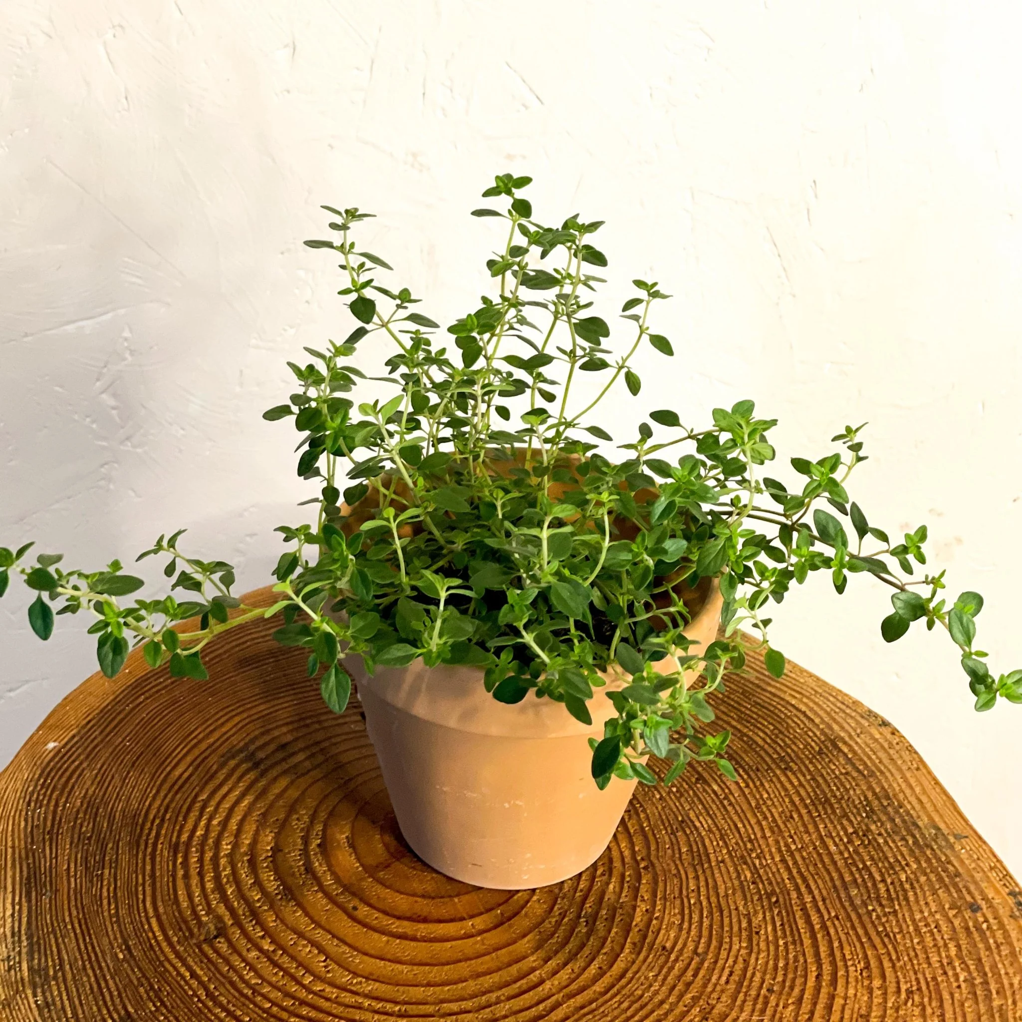 Thymus citriodorus - Lemon Thyme - Image 3