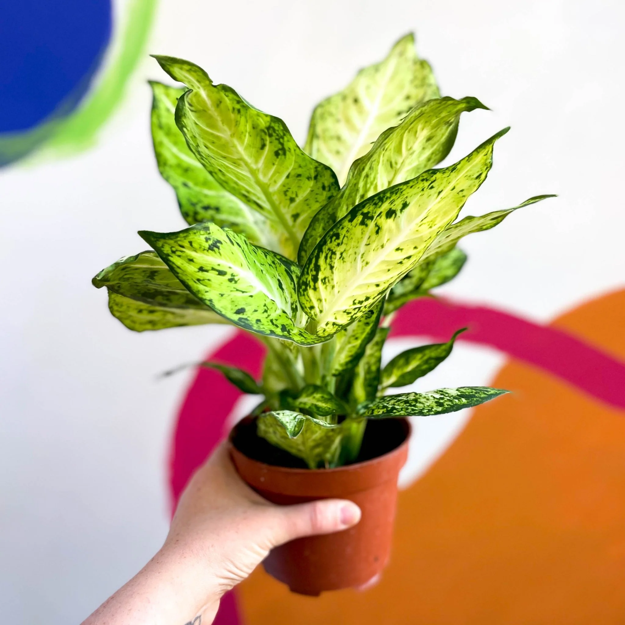Dieffenbachia maculata 'Amy' - Leopard Lily - Image 3