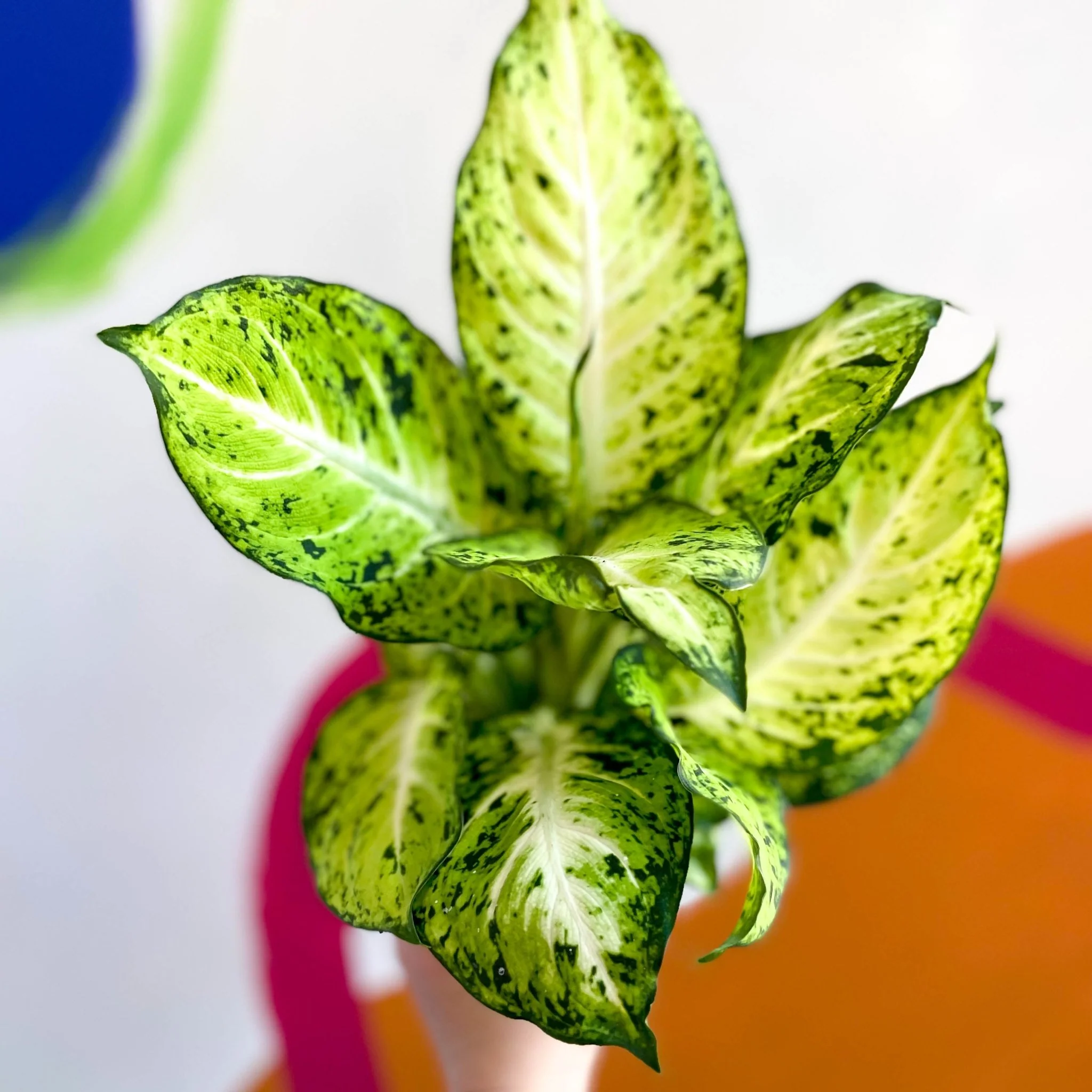 Dieffenbachia maculata 'Amy' - Leopard Lily - Image 4