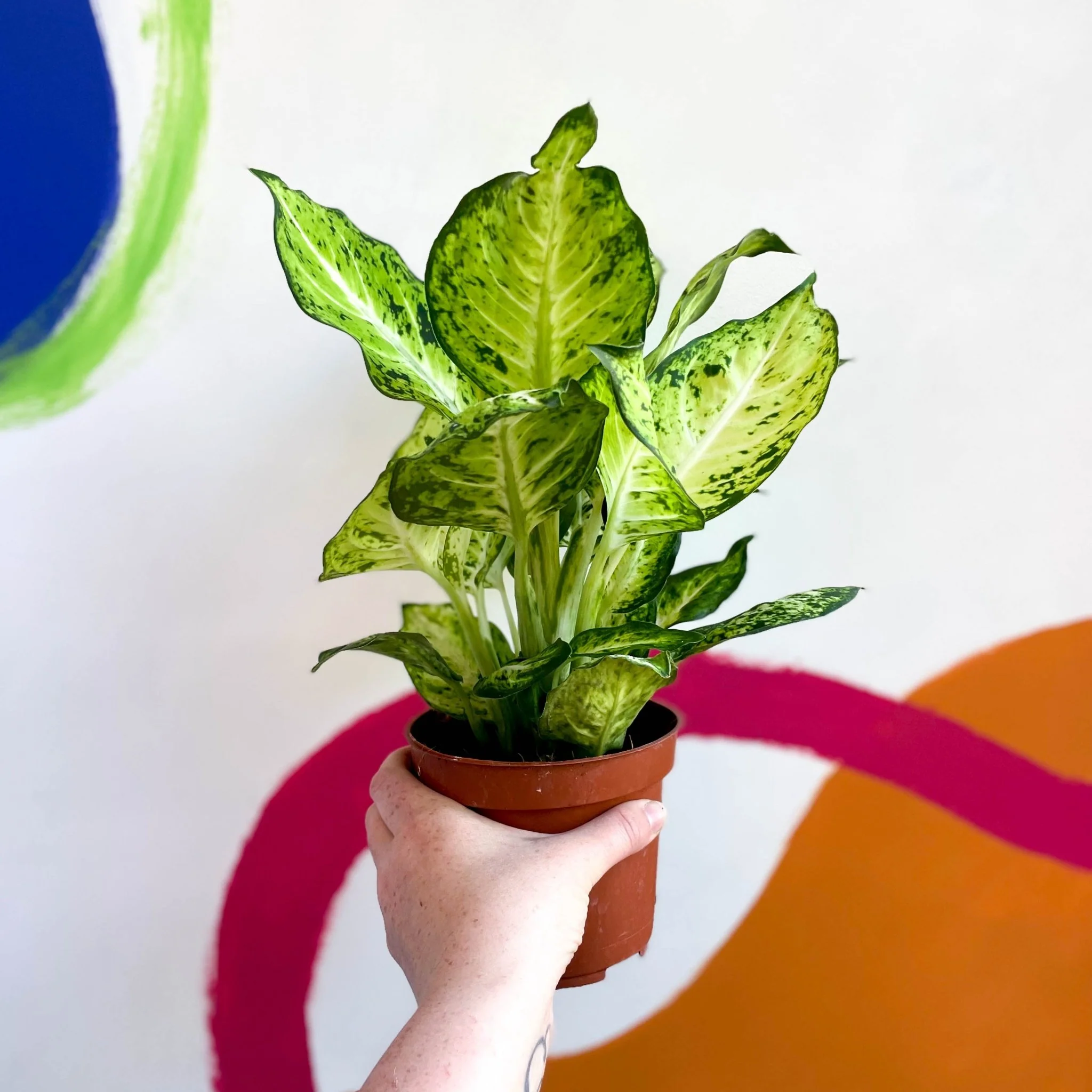 Dieffenbachia maculata 'Amy' - Leopard Lily - Image 5