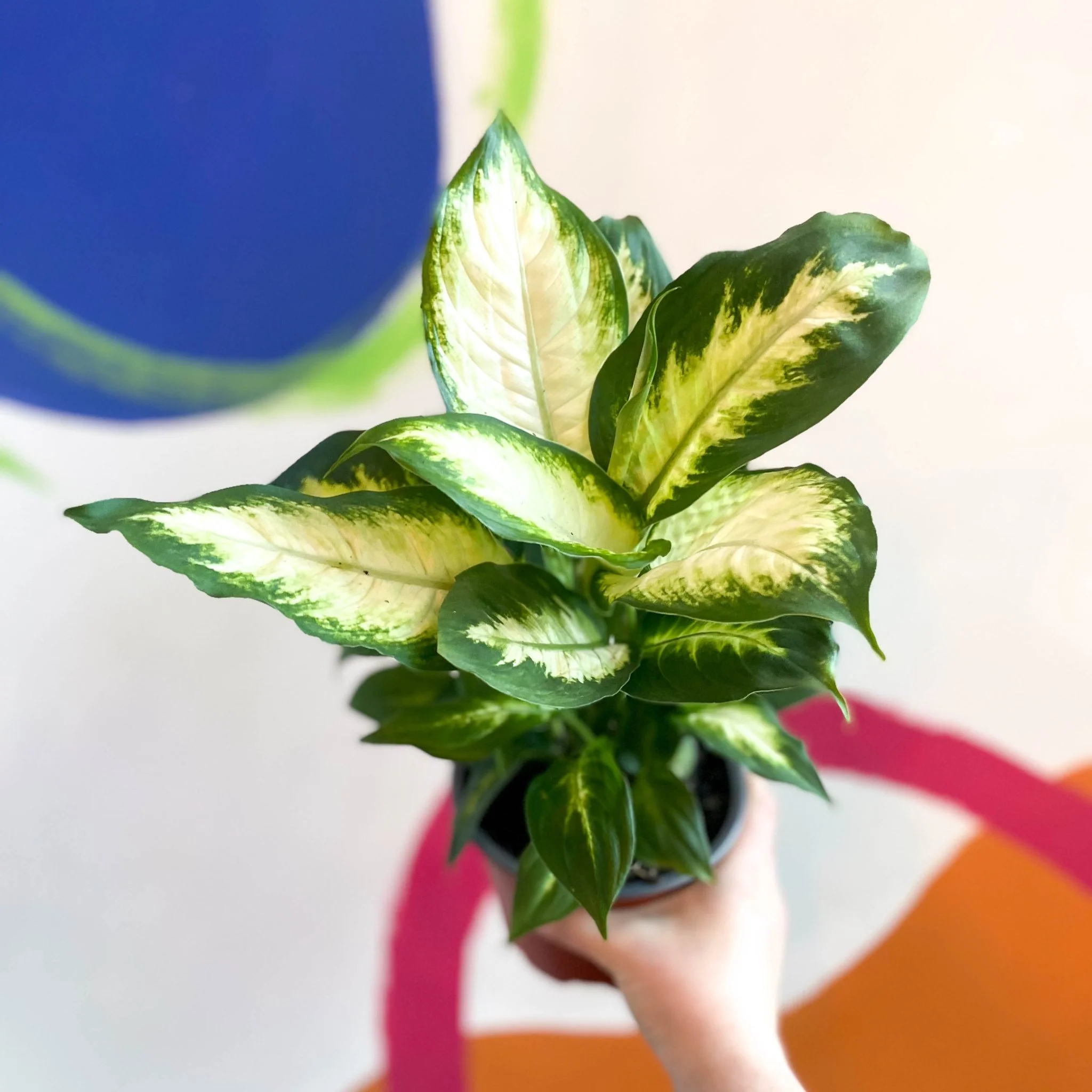 Leopard Lily - Dieffenbachia 'Camilla' - British Grown