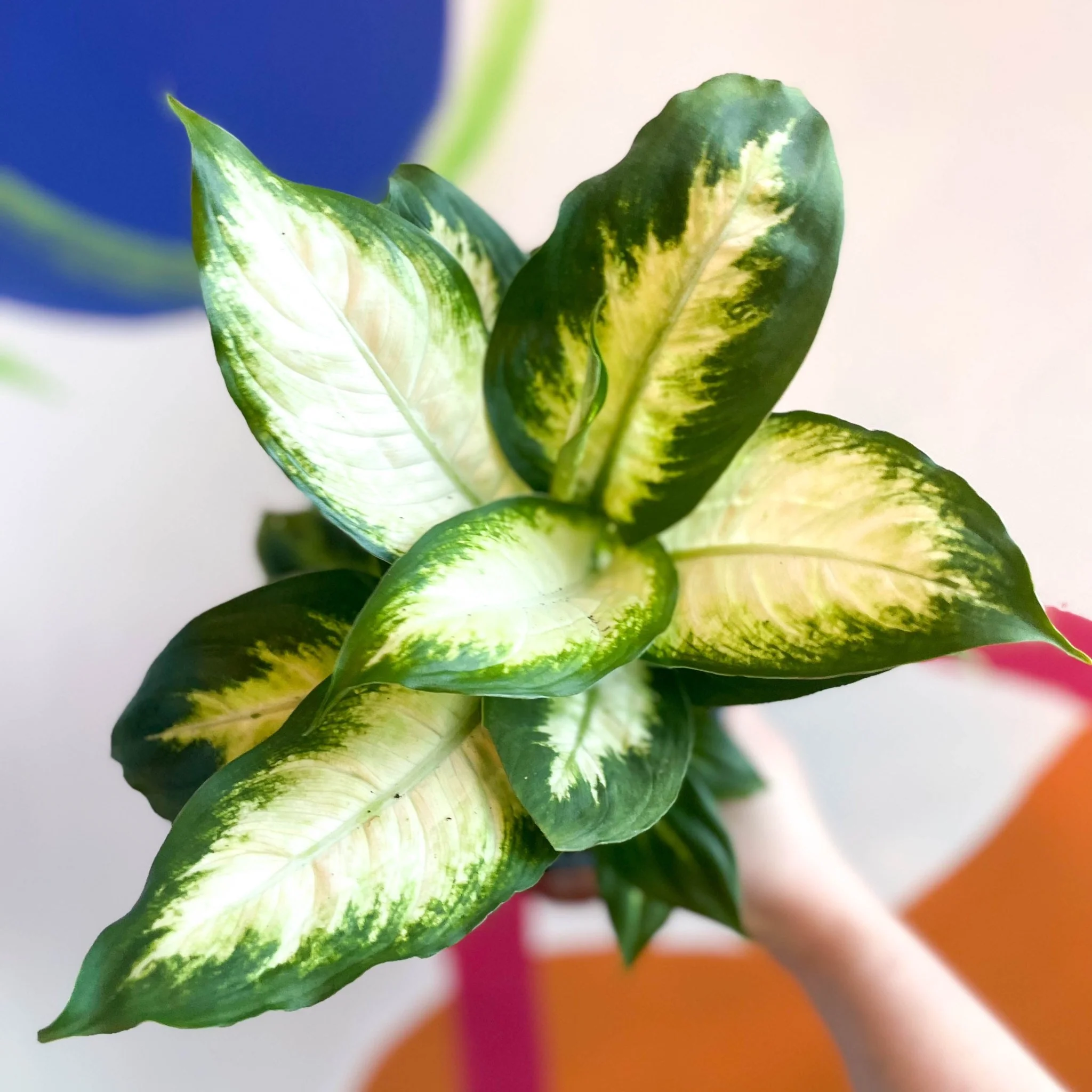 Leopard Lily - Dieffenbachia 'Camilla' - British Grown - Image 2