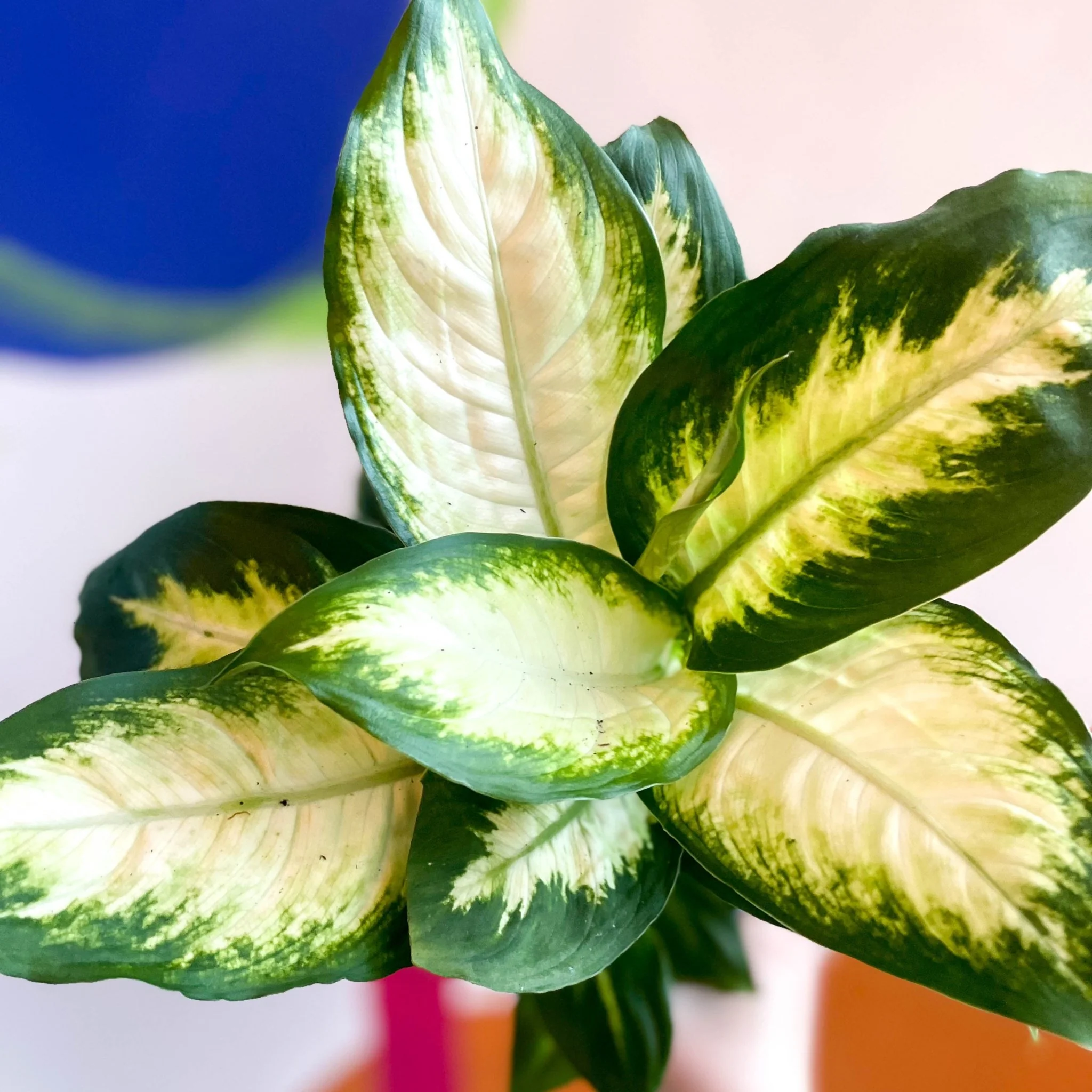 Leopard Lily - Dieffenbachia 'Camilla' - British Grown - Image 3