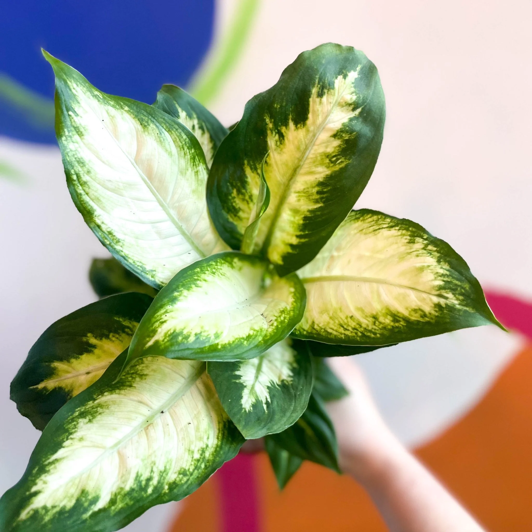 Leopard Lily - Dieffenbachia 'Camilla' - British Grown - Image 5