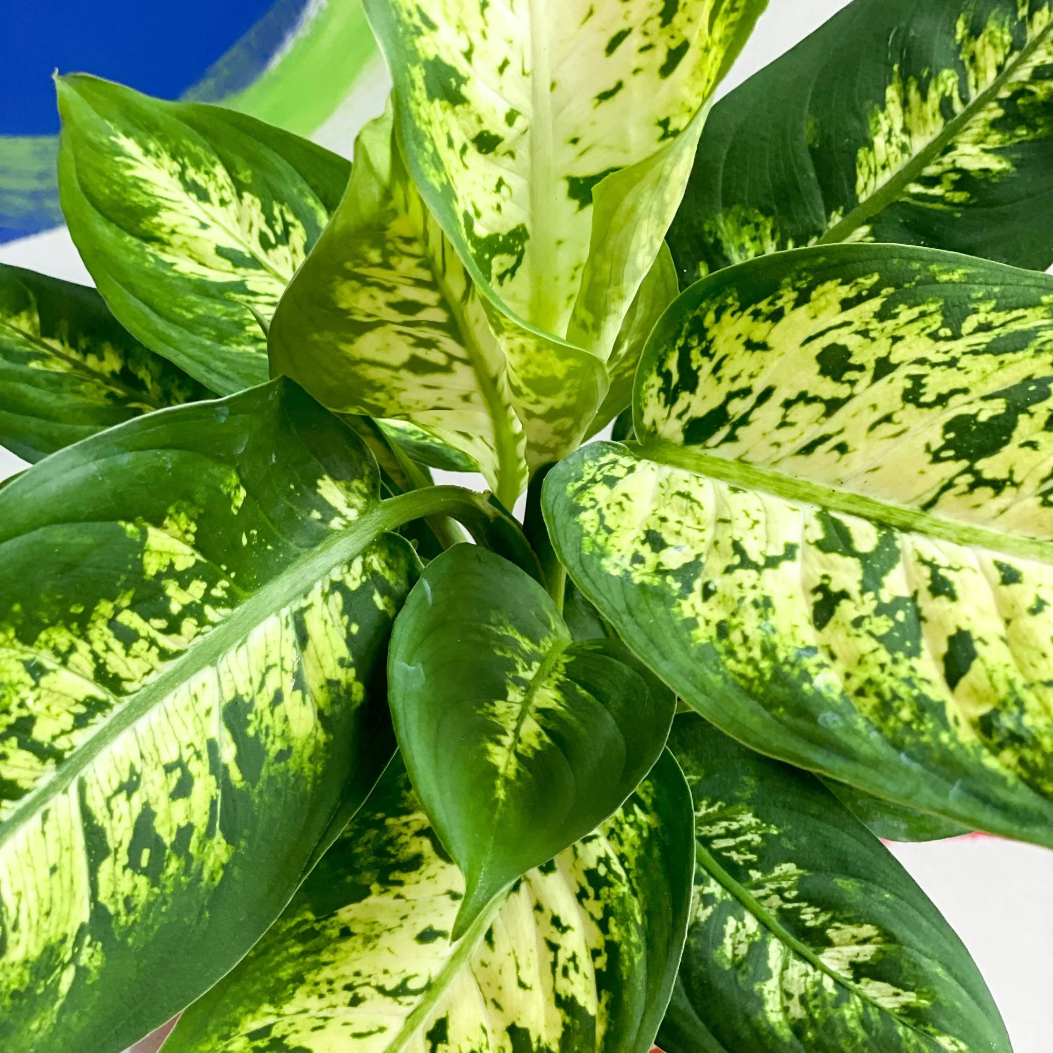 Leopard Lily - Dieffenbachia seguine 'Compacta' - Image 3