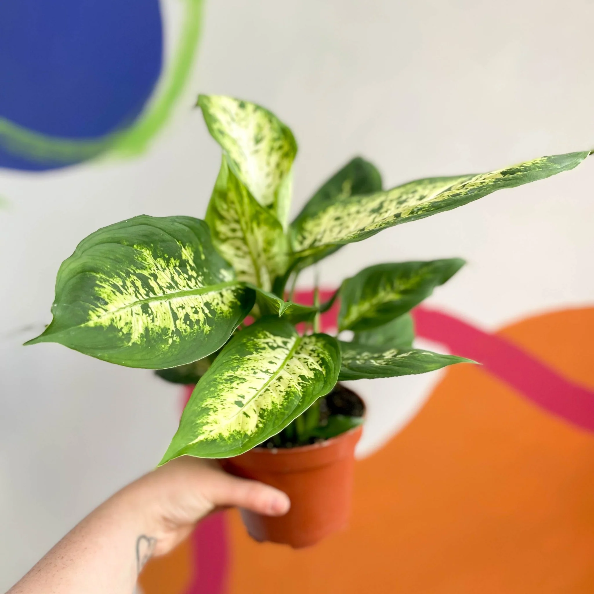Leopard Lily - Dieffenbachia seguine 'Compacta' - Image 4
