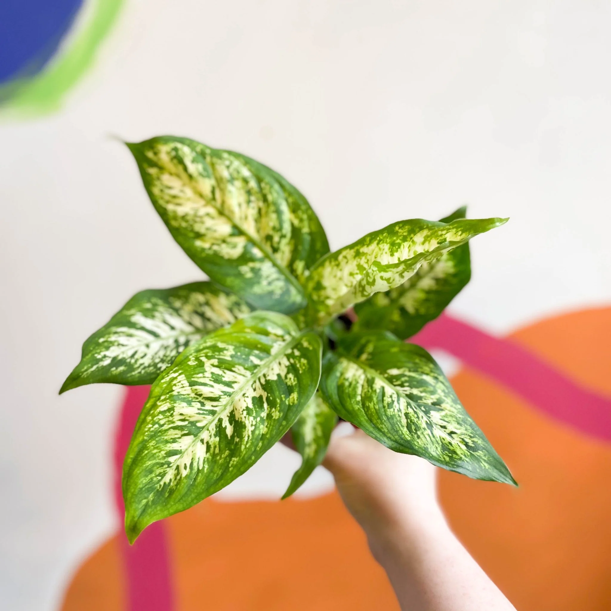 Leopard Lily - Dieffenbachia seguine 'Compacta' - Image 5