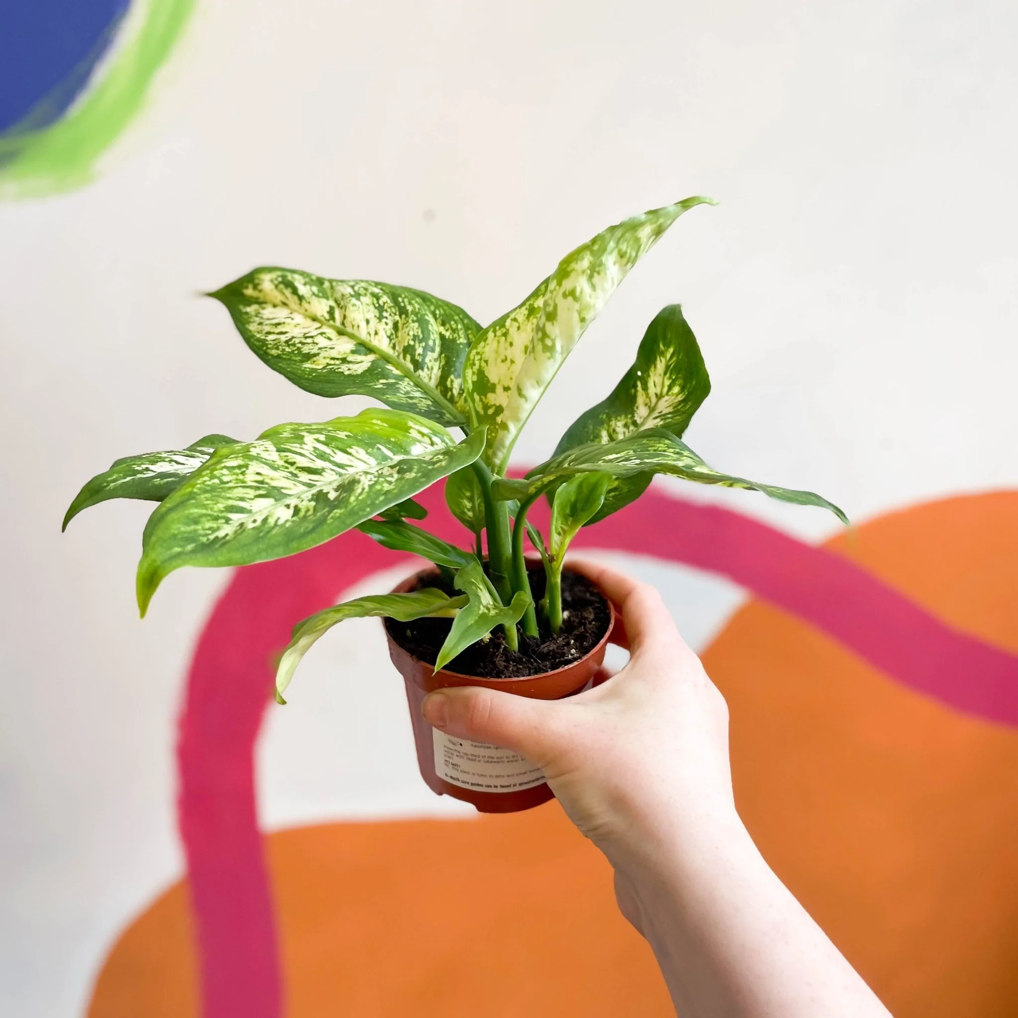 Leopard Lily - Dieffenbachia seguine 'Compacta' - Image 6