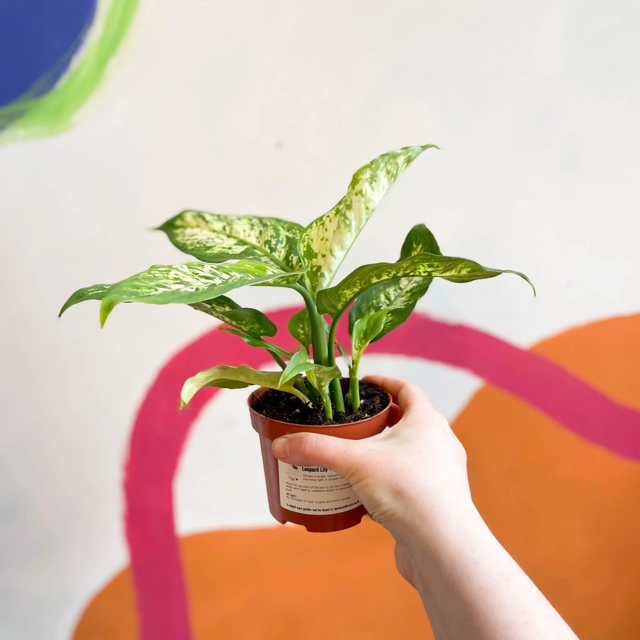 Leopard Lily - Dieffenbachia seguine 'Compacta' - Image 7
