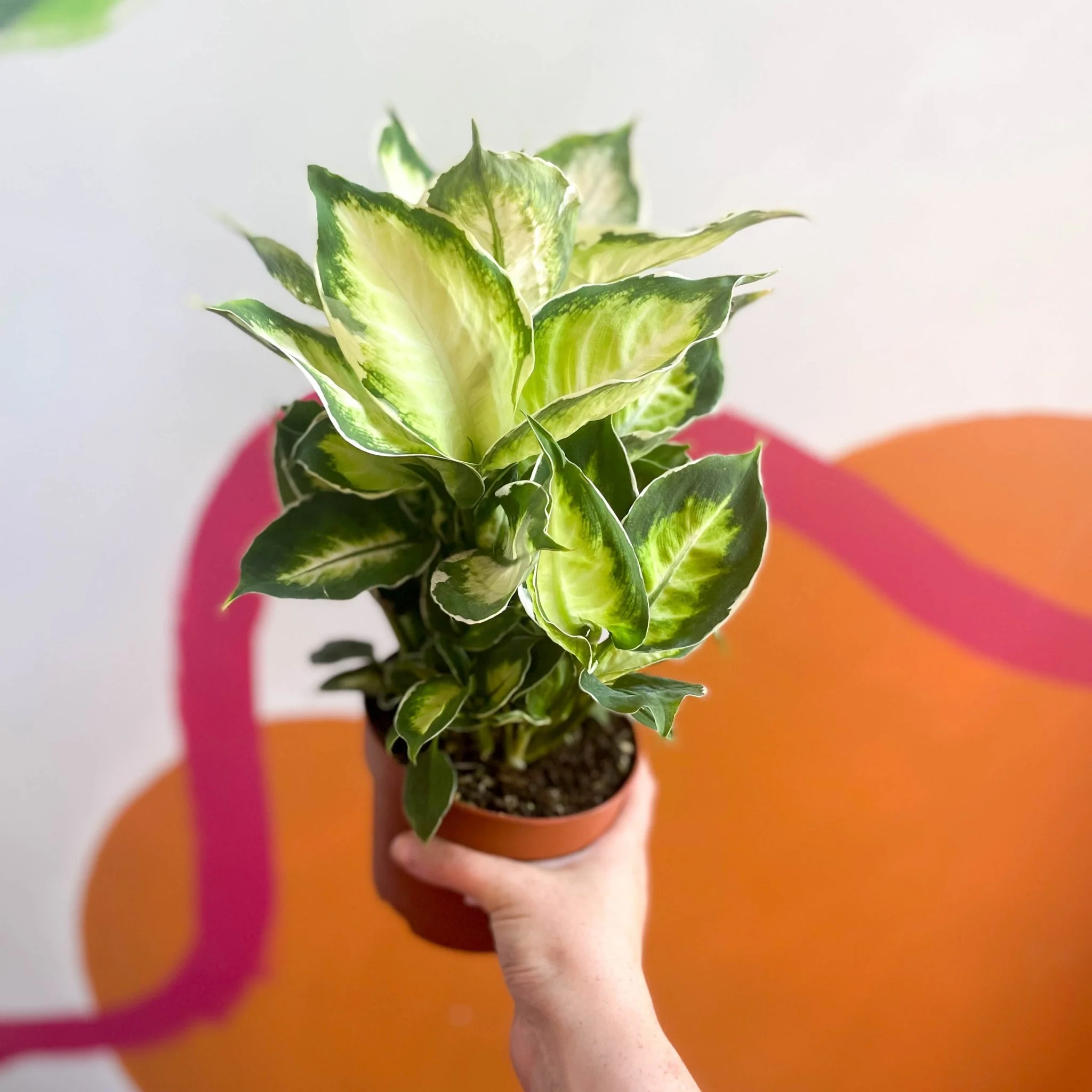 Leopard Lily - Dieffenbachia 'Cool Beauty'