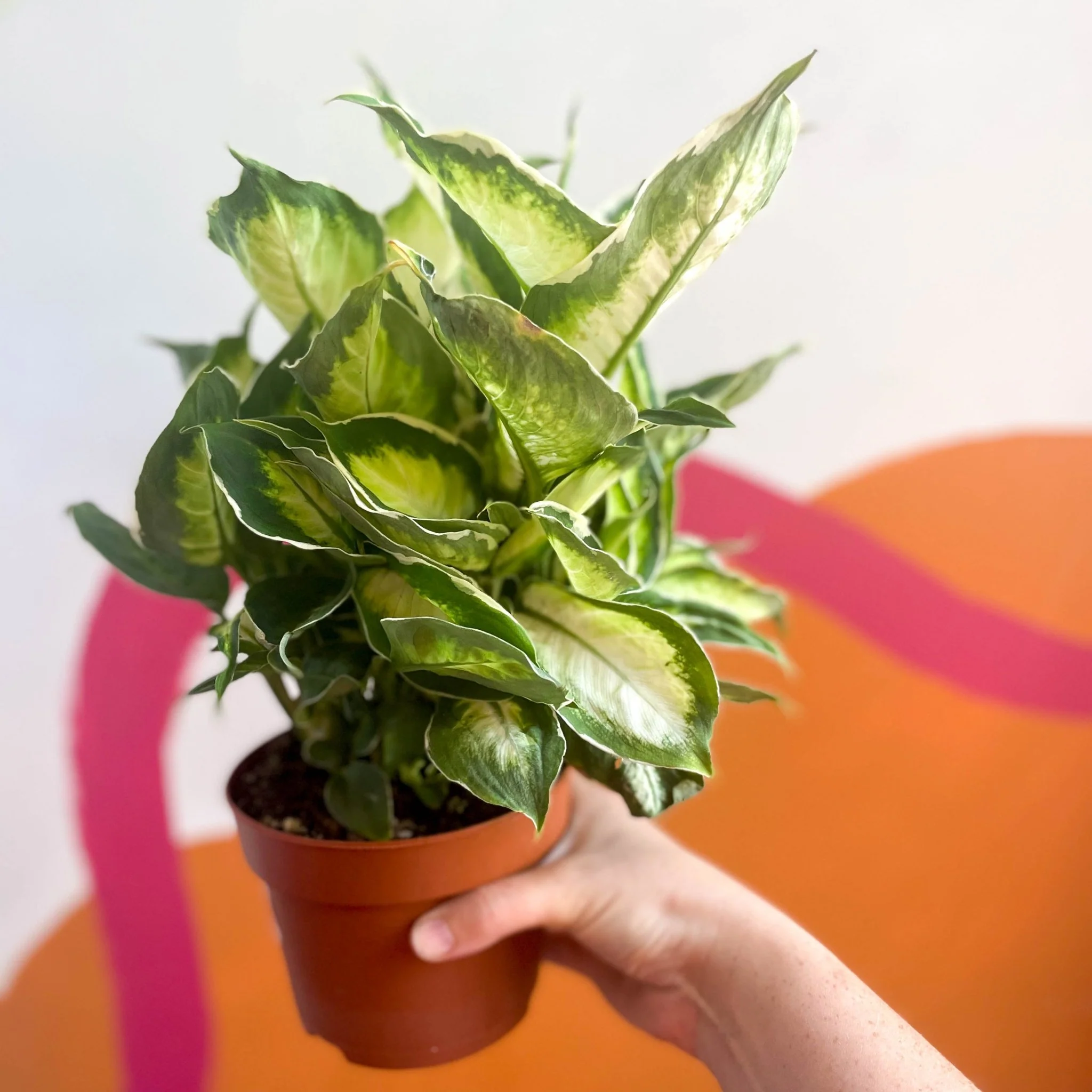 Leopard Lily - Dieffenbachia 'Cool Beauty' - Image 3