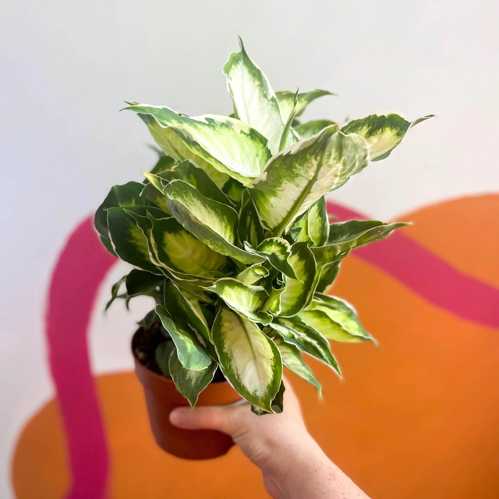 Leopard Lily - Dieffenbachia 'Cool Beauty' - Image 4