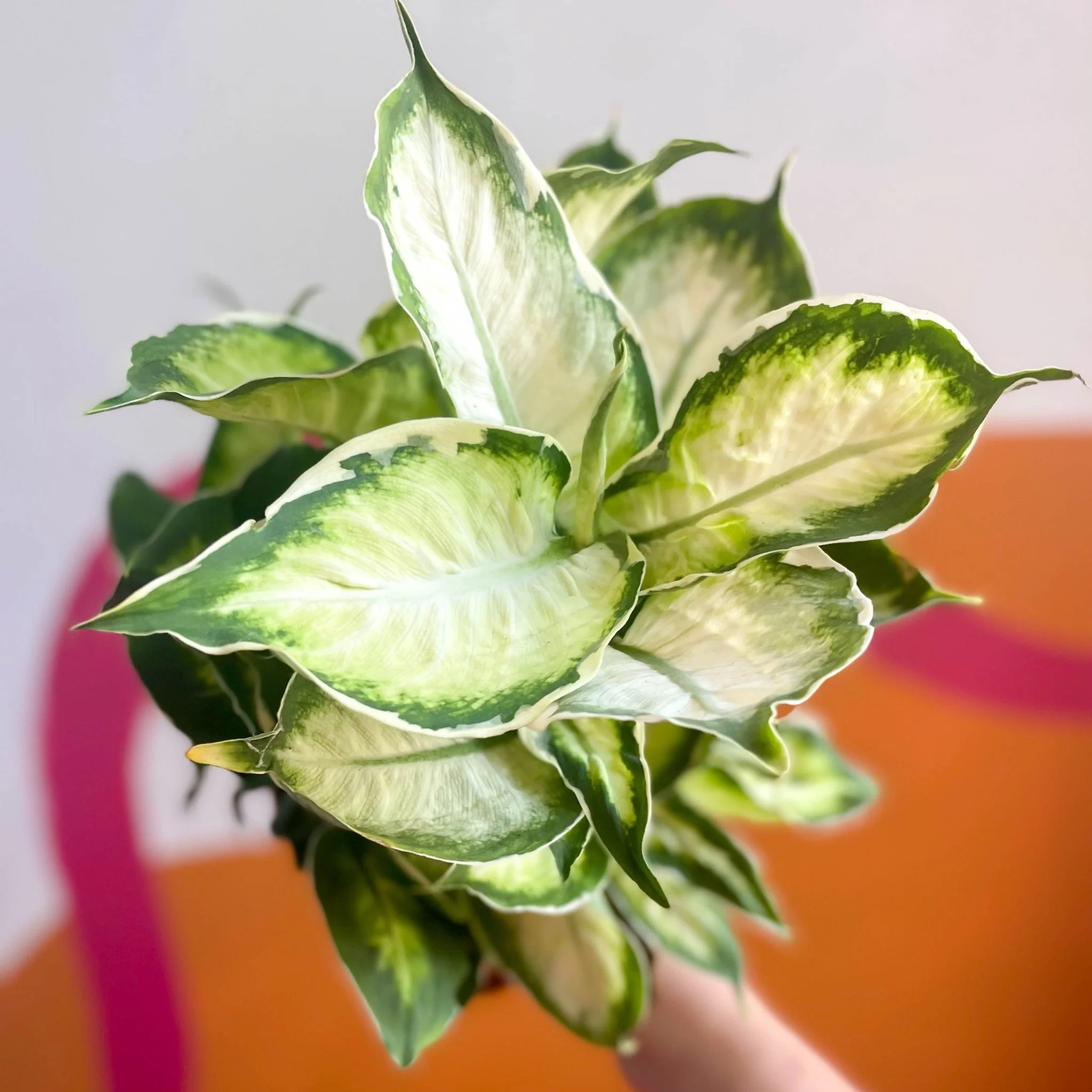 Leopard Lily - Dieffenbachia 'Cool Beauty' - Image 5
