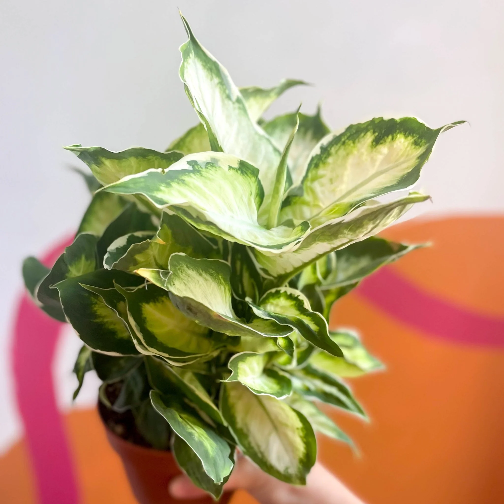 Leopard Lily - Dieffenbachia 'Cool Beauty' - Image 6