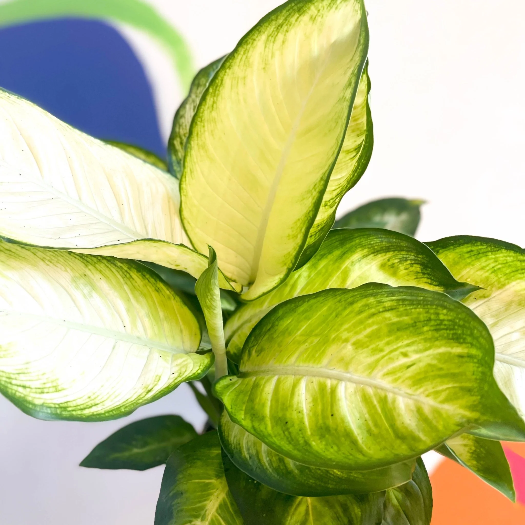 Leopard Lily - Dieffenbachia 'Marianne' - British Grown - Image 3