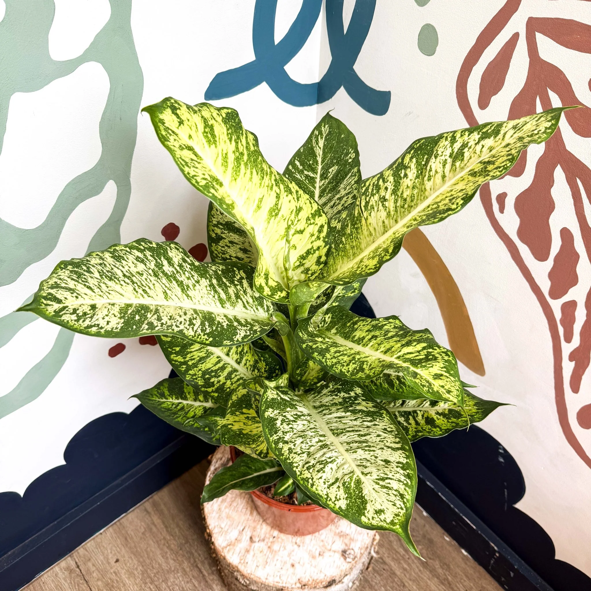 Dieffenbachia 'Mars' - Leopard Lily