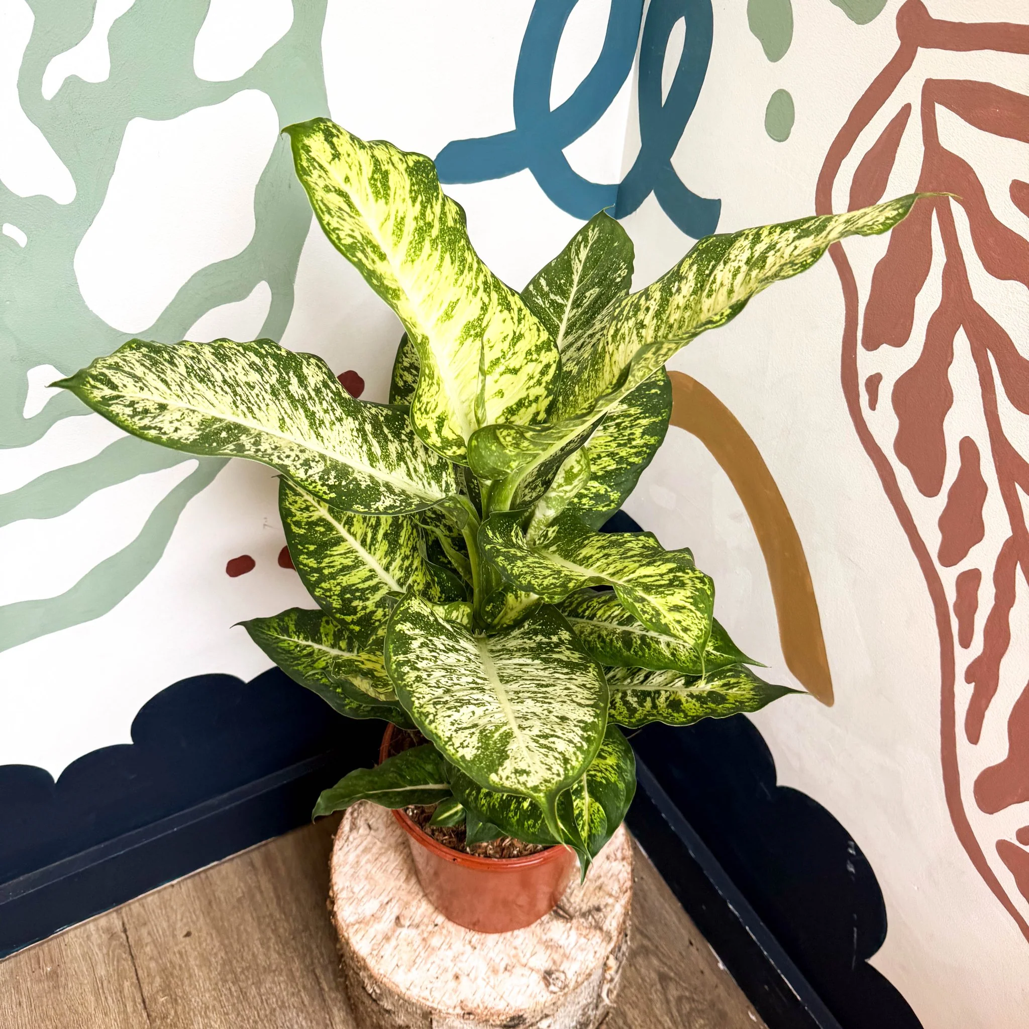 Dieffenbachia 'Mars' - Leopard Lily - Image 14