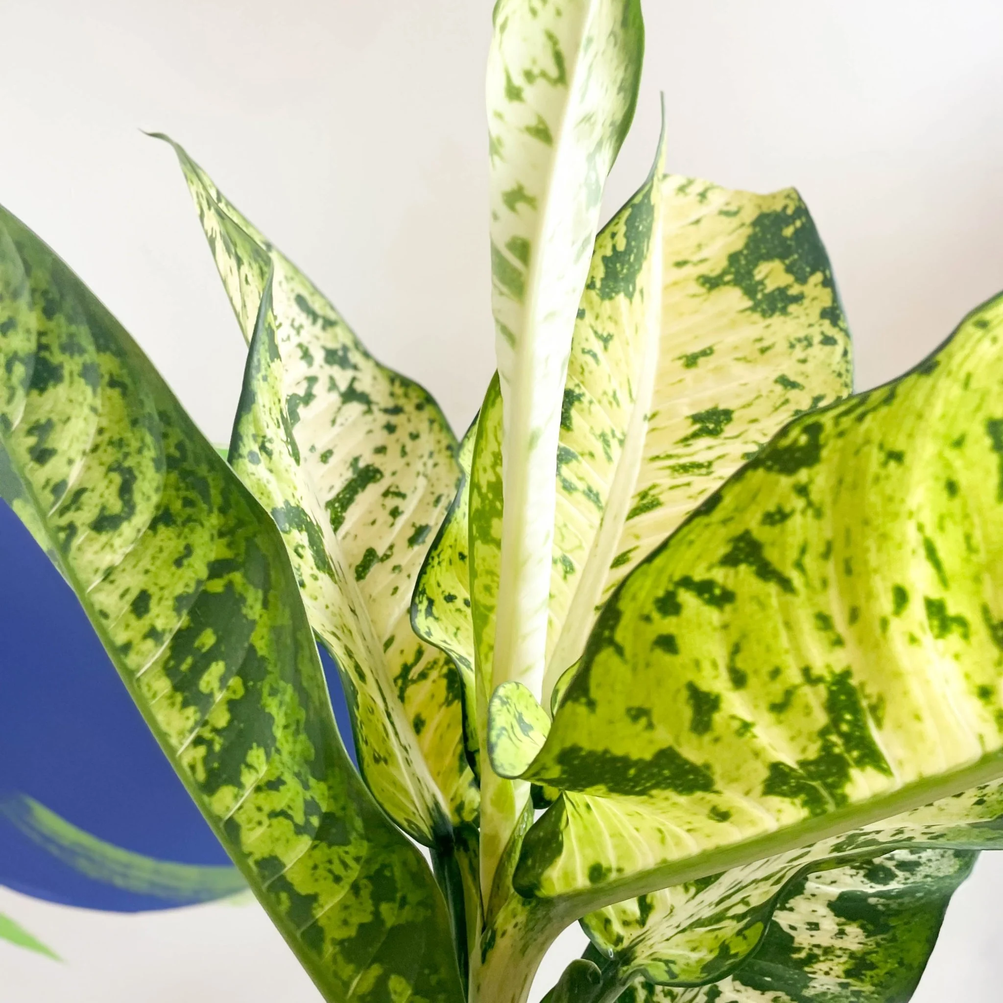 Leopard Lily - Dieffenbachia seguine 'Banana'