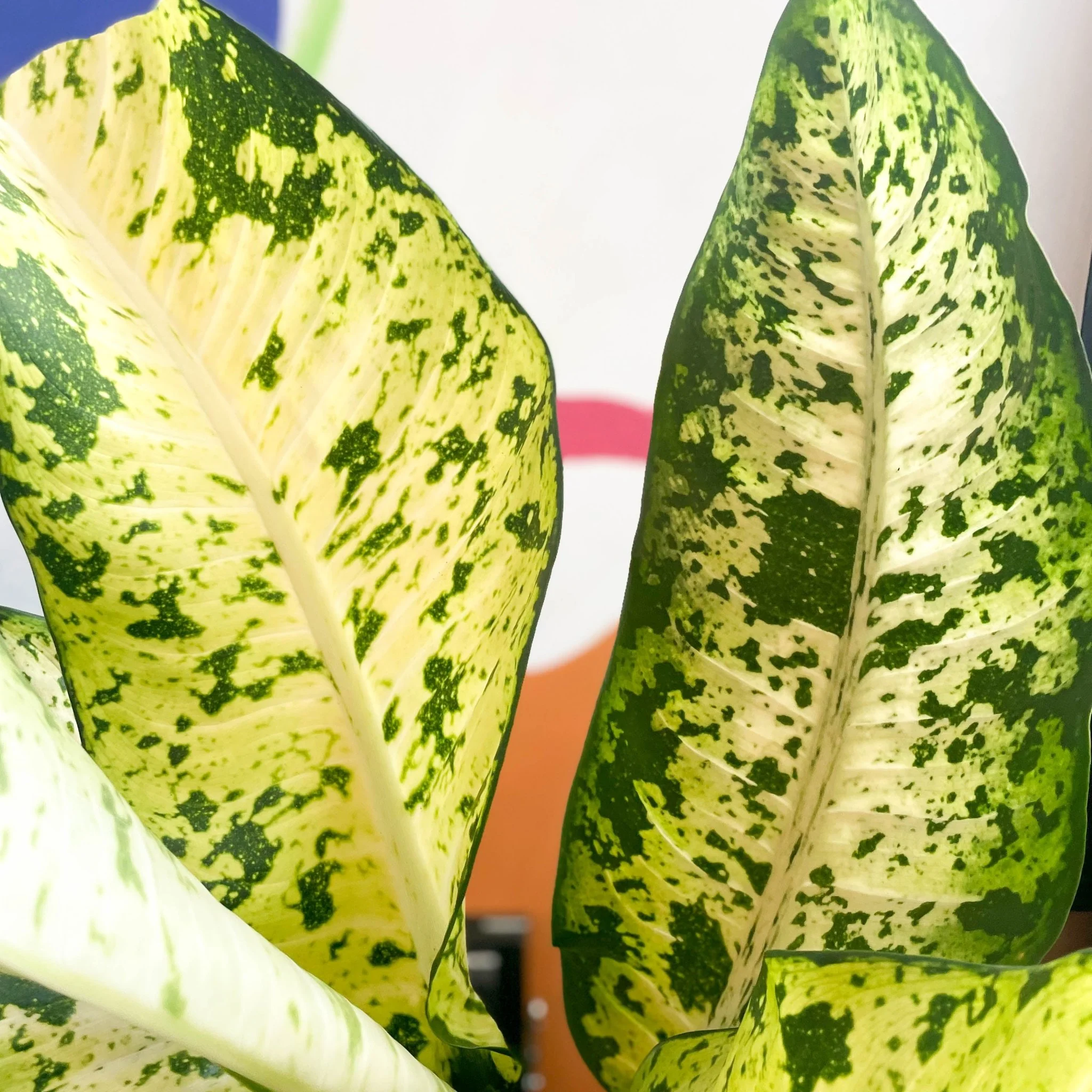 Leopard Lily - Dieffenbachia seguine 'Banana' - Image 10