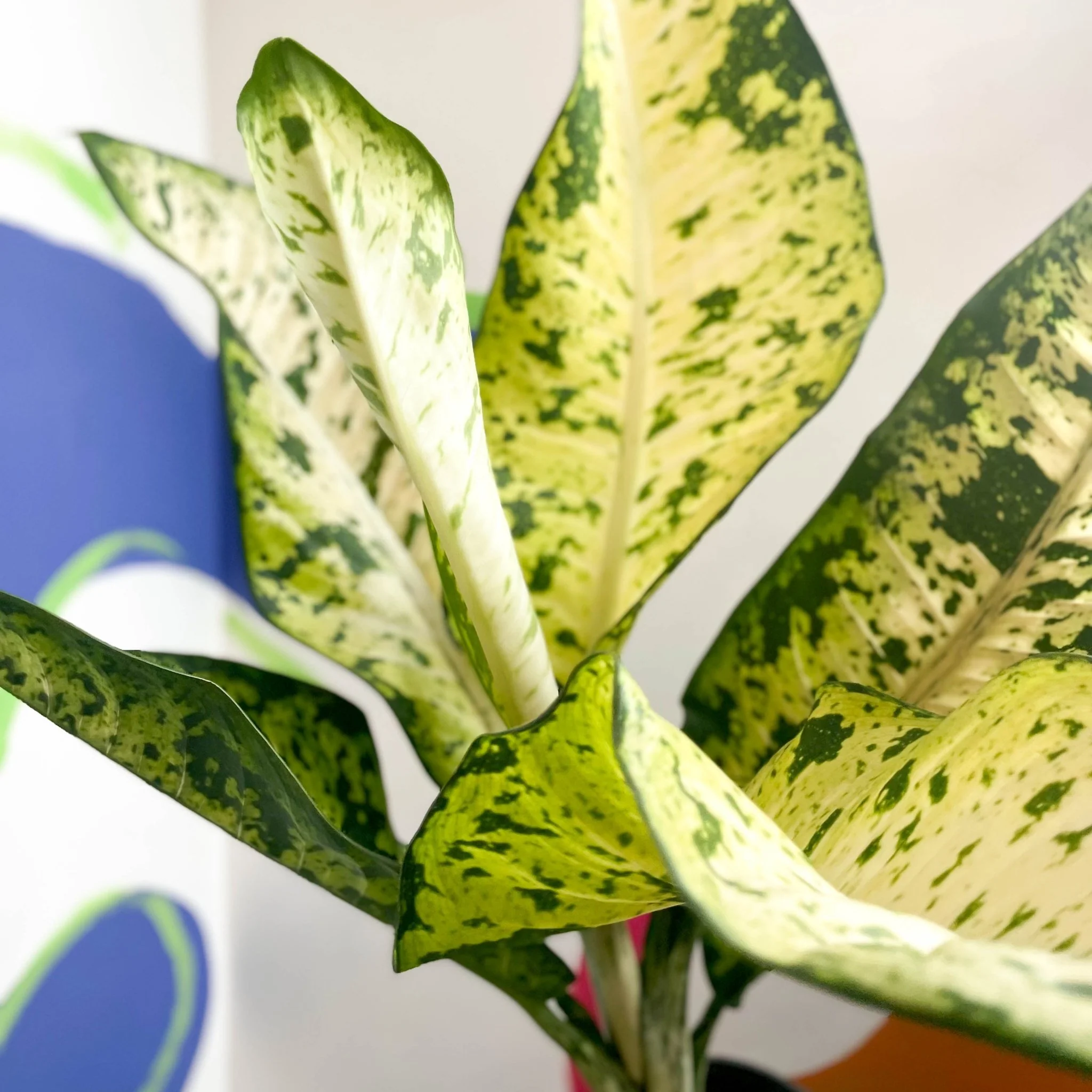 Leopard Lily - Dieffenbachia seguine 'Banana' - Image 11