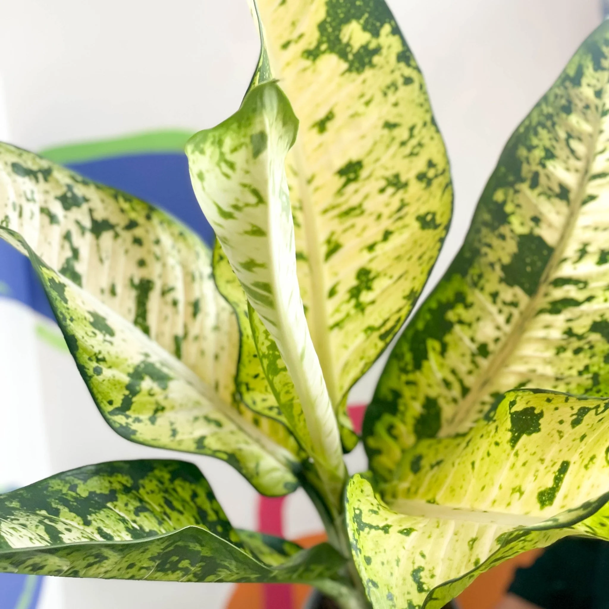 Leopard Lily - Dieffenbachia seguine 'Banana' - Image 12