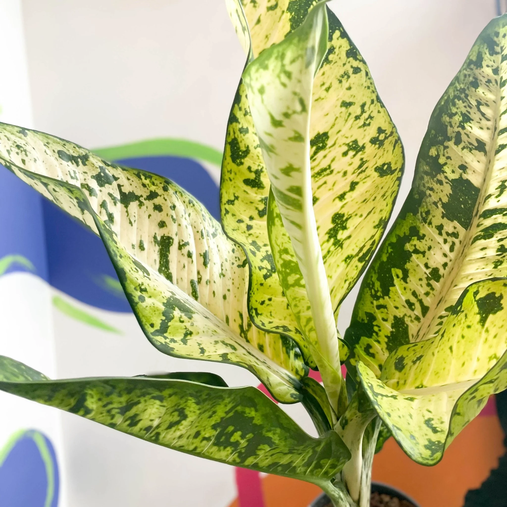 Leopard Lily - Dieffenbachia seguine 'Banana' - Image 2