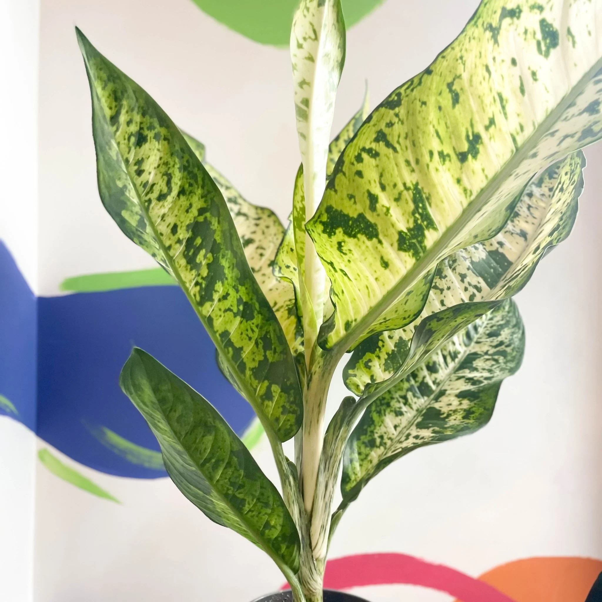 Leopard Lily - Dieffenbachia seguine 'Banana' - Image 3