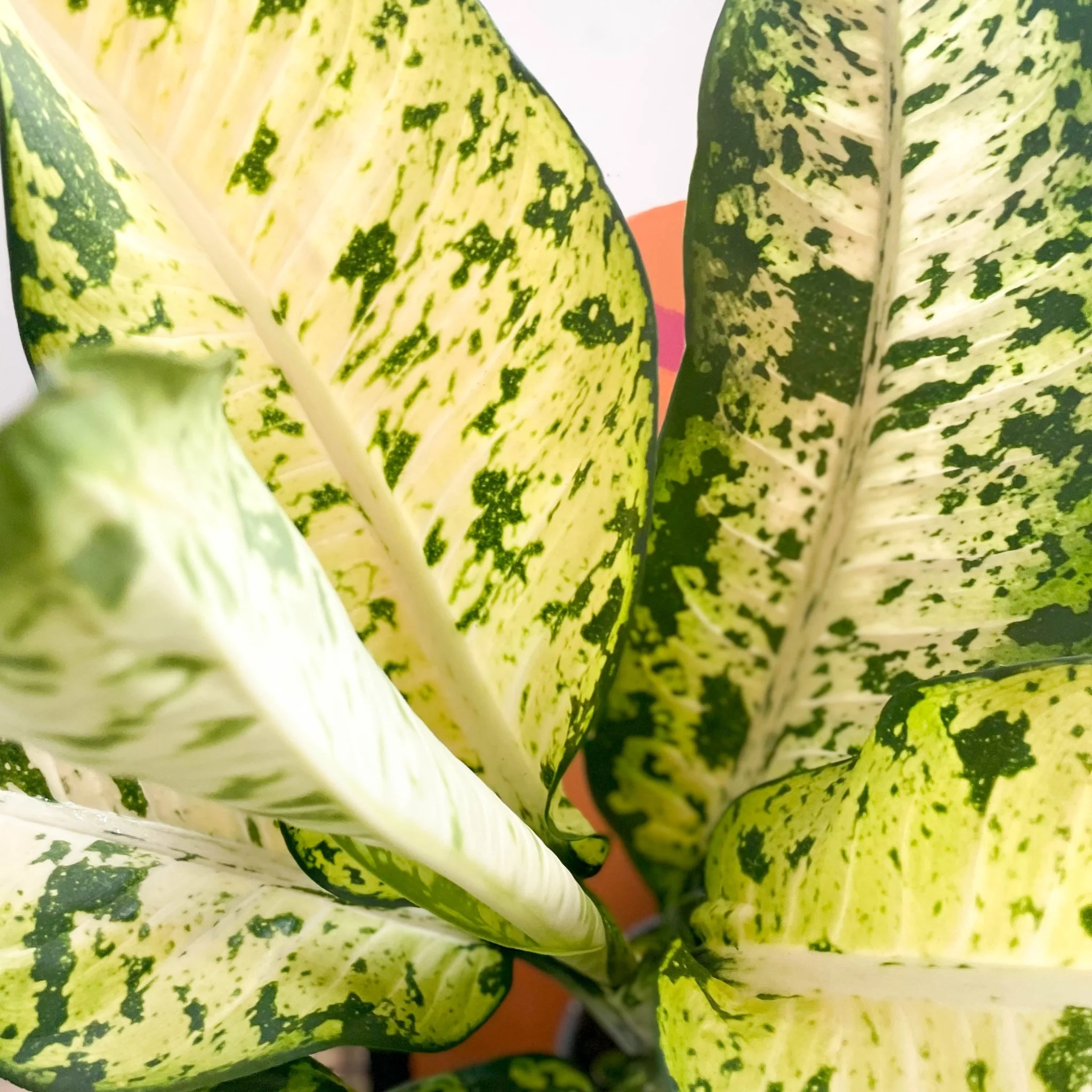 Leopard Lily - Dieffenbachia seguine 'Banana' - Image 4