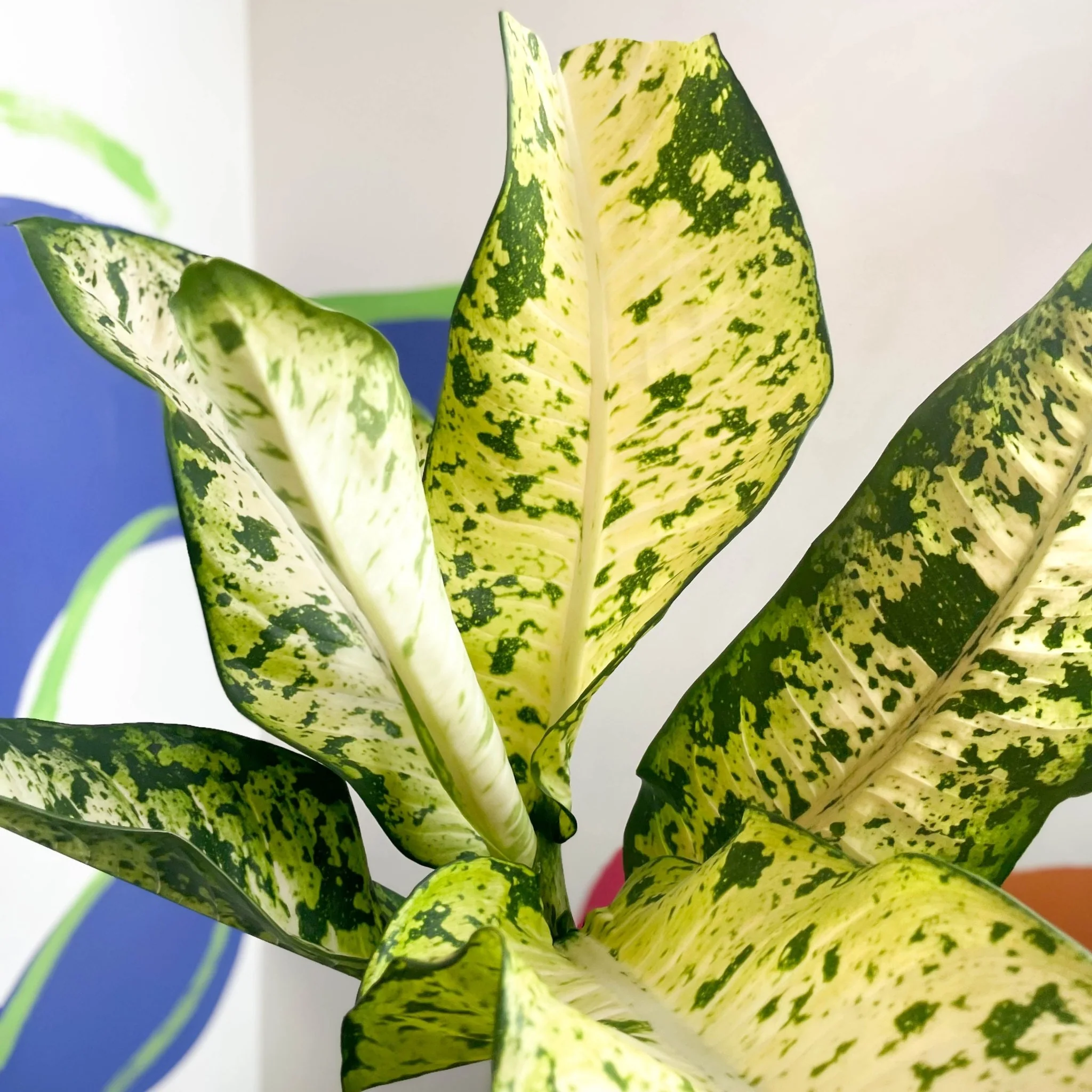 Leopard Lily - Dieffenbachia seguine 'Banana' - Image 5
