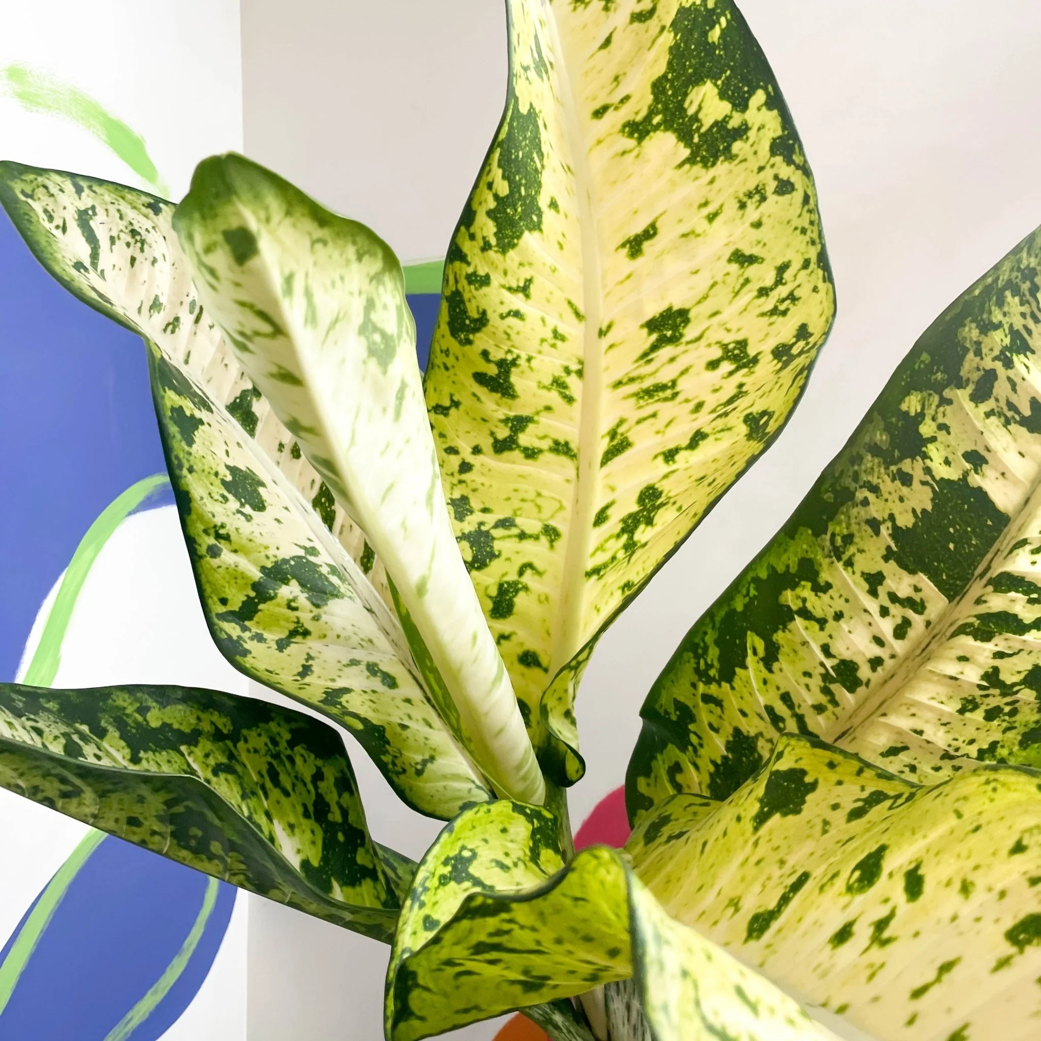 Leopard Lily - Dieffenbachia seguine 'Banana' - Image 6