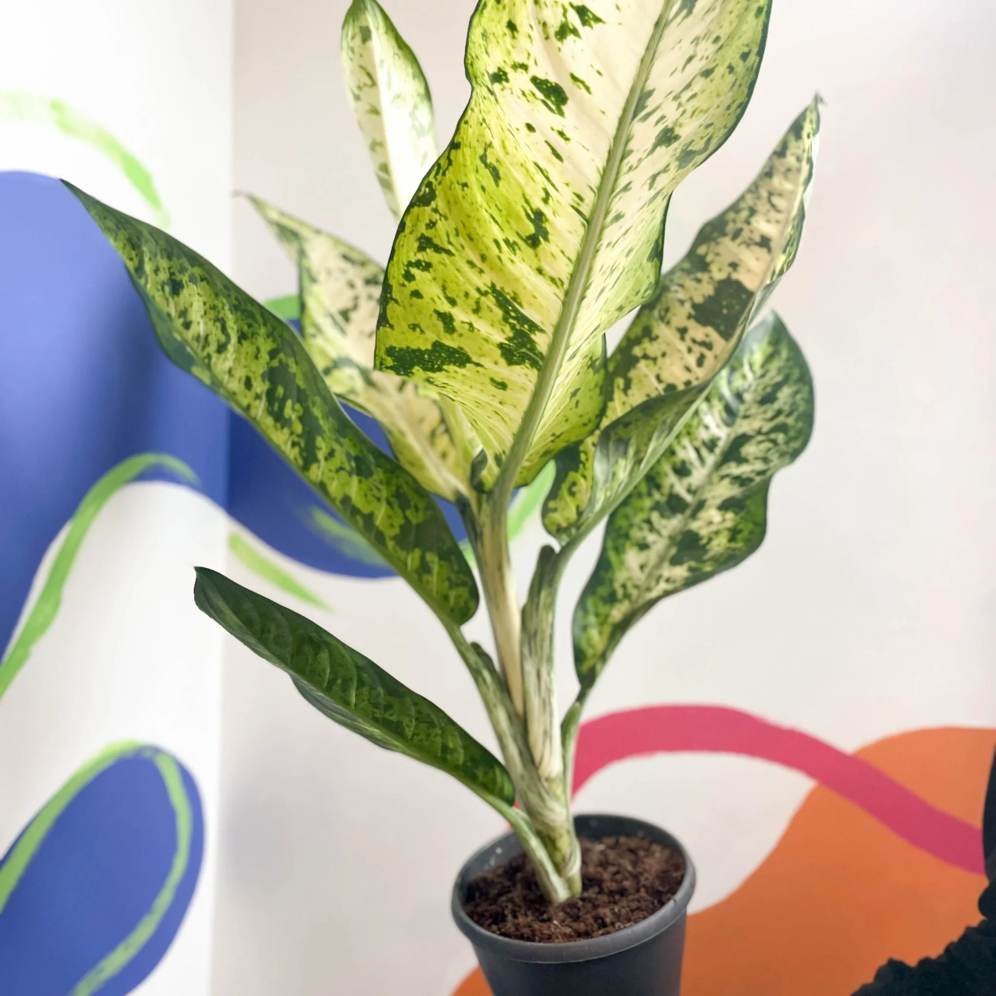 Leopard Lily - Dieffenbachia seguine 'Banana' - Image 7