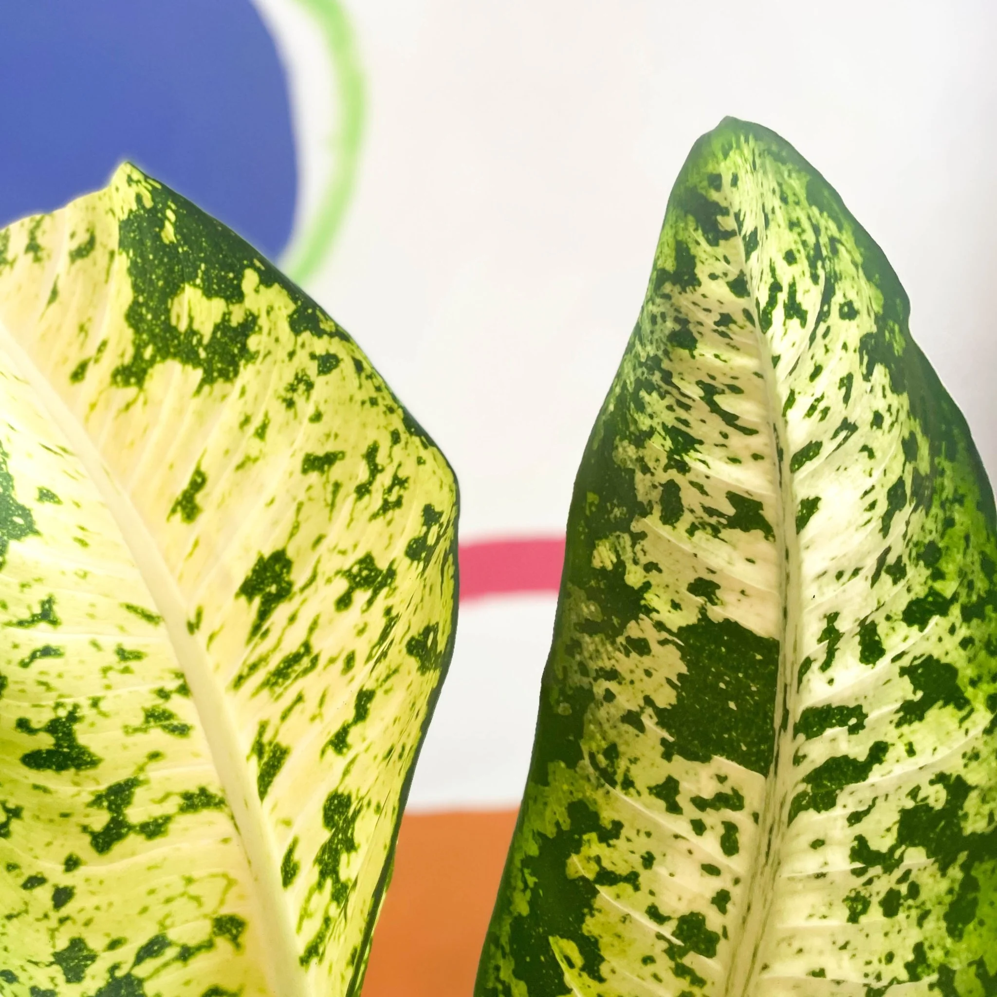 Leopard Lily - Dieffenbachia seguine 'Banana' - Image 8