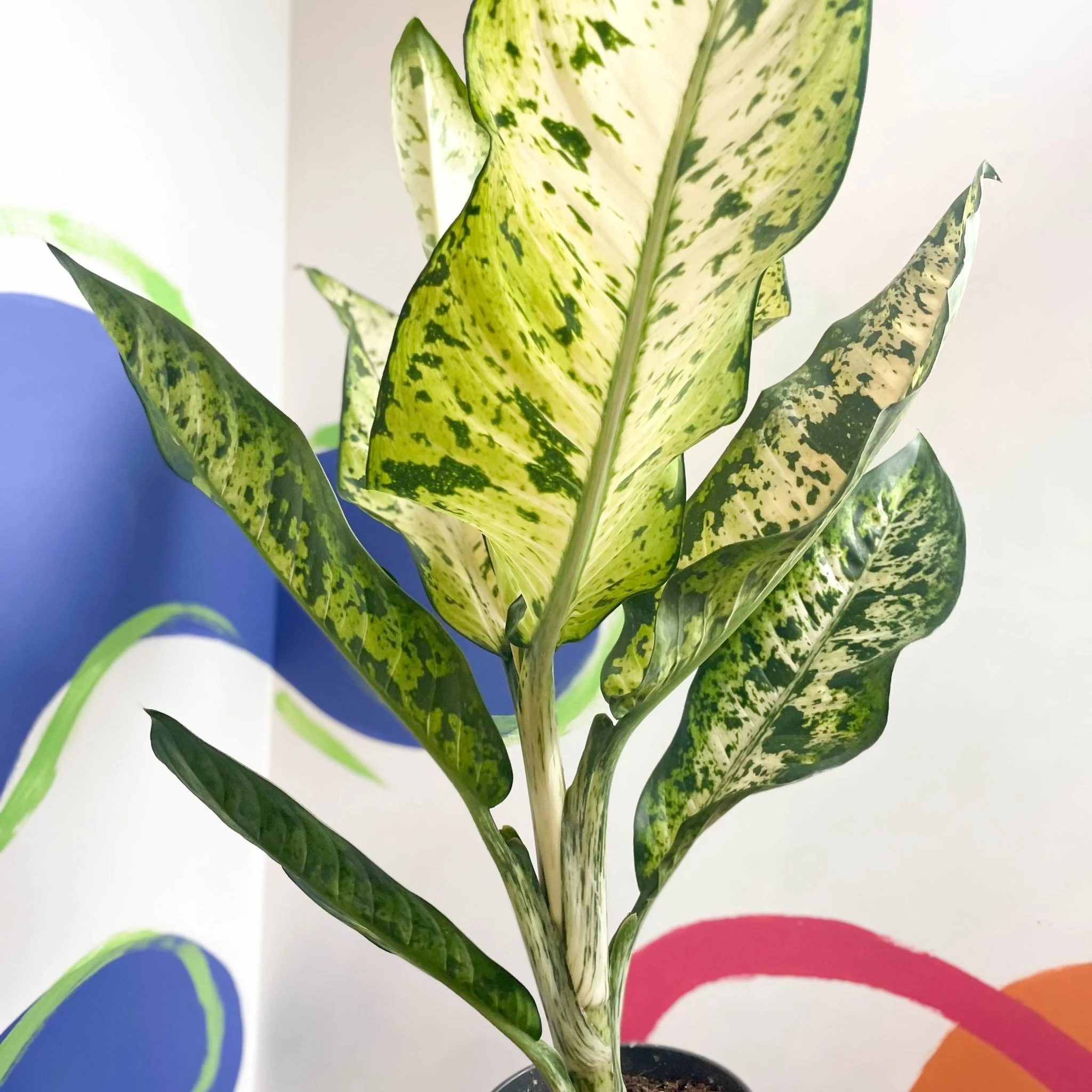 Leopard Lily - Dieffenbachia seguine 'Banana' - Image 9